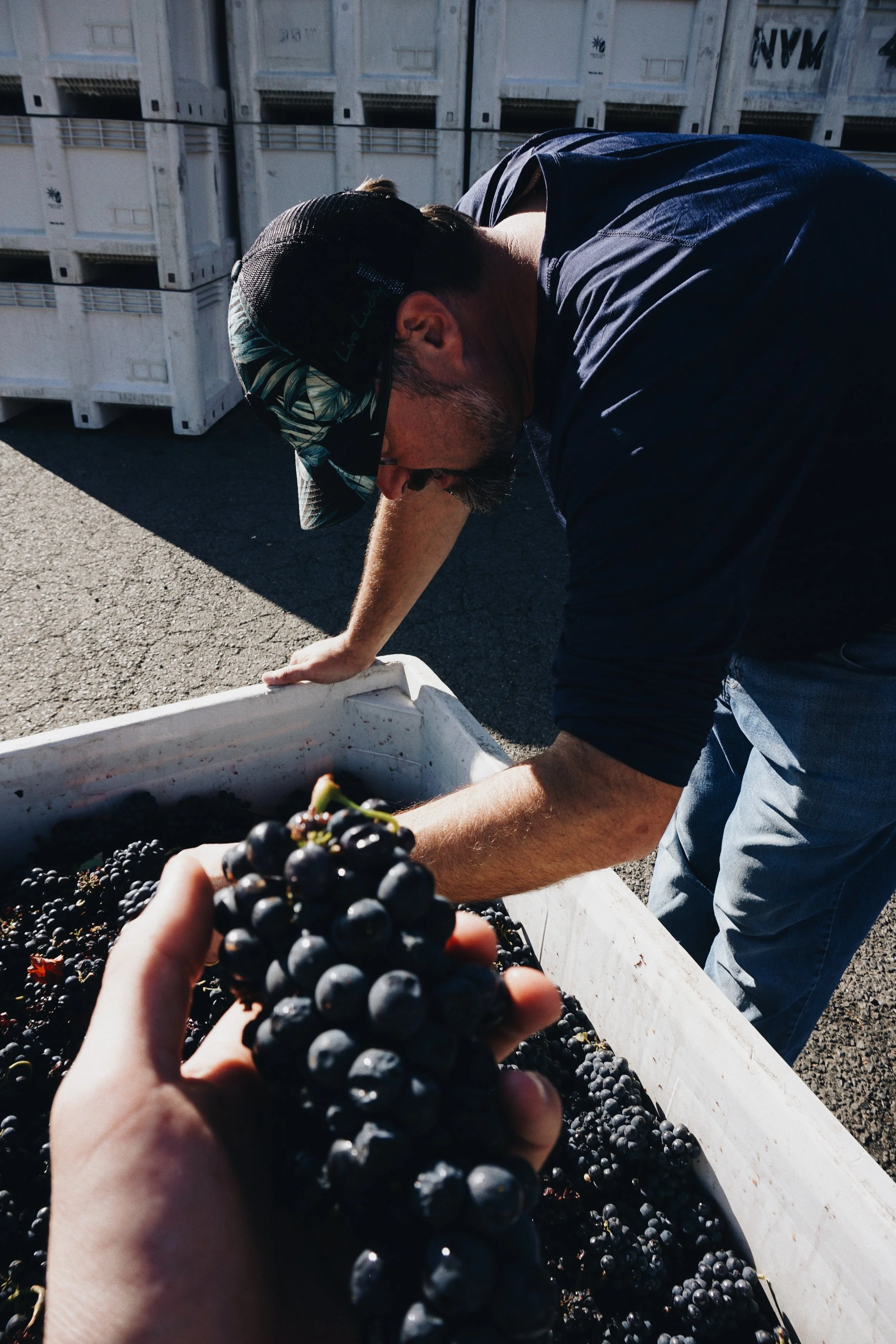 A person is harvesting black grapes from a large container, with stacks of white picking bins in Napa Valley.
