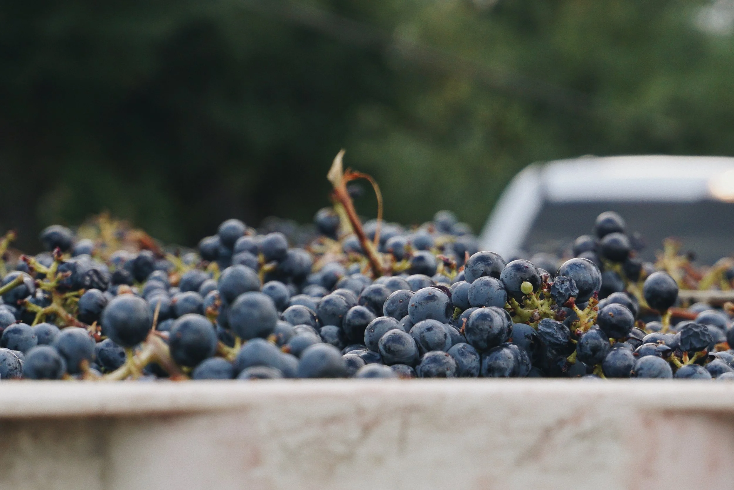 Close-up of a bunch of dark purple grapes in a container, against a blurry green background in Napa Valley.