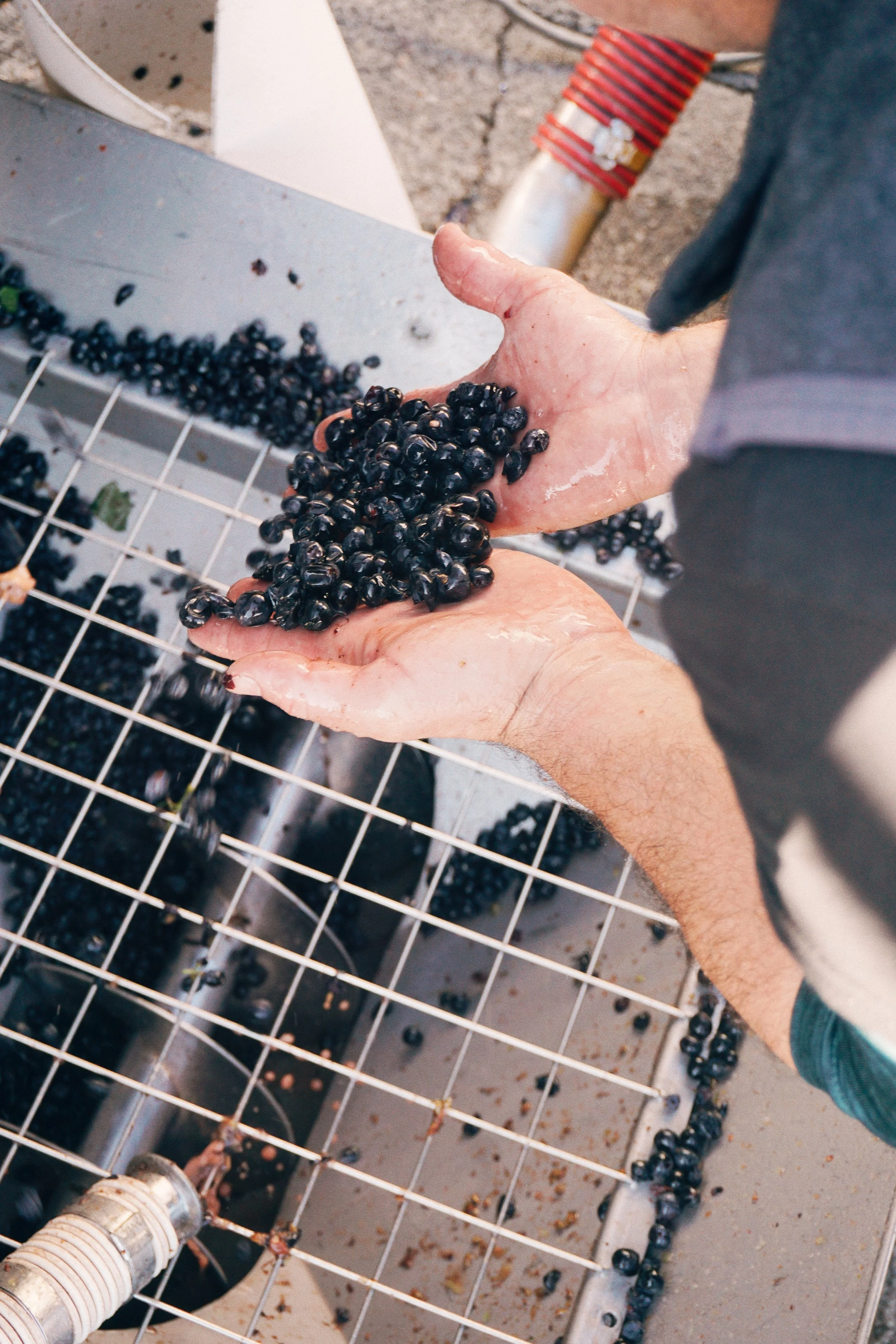 A person holding freshly picked dark grapes over a sorting conveyor at a vineyard in Napa Valley.