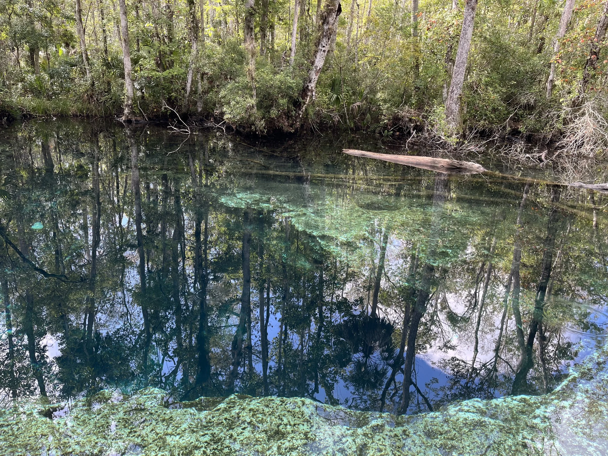 Why I’m Not Afraid of the “Brain-Eating Amoeba” When I Dive in the Florida Springs