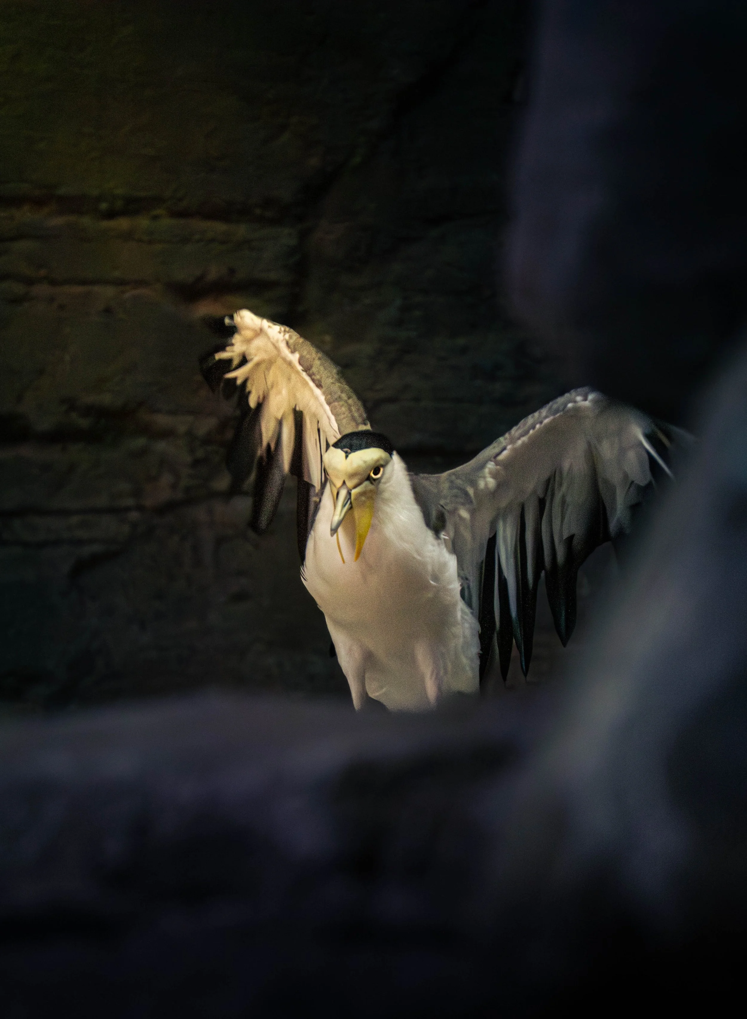 A bird, possibly an osprey, with wings spread, perched on a rocky surface at night, with a dark background and some blurred foreground edges.