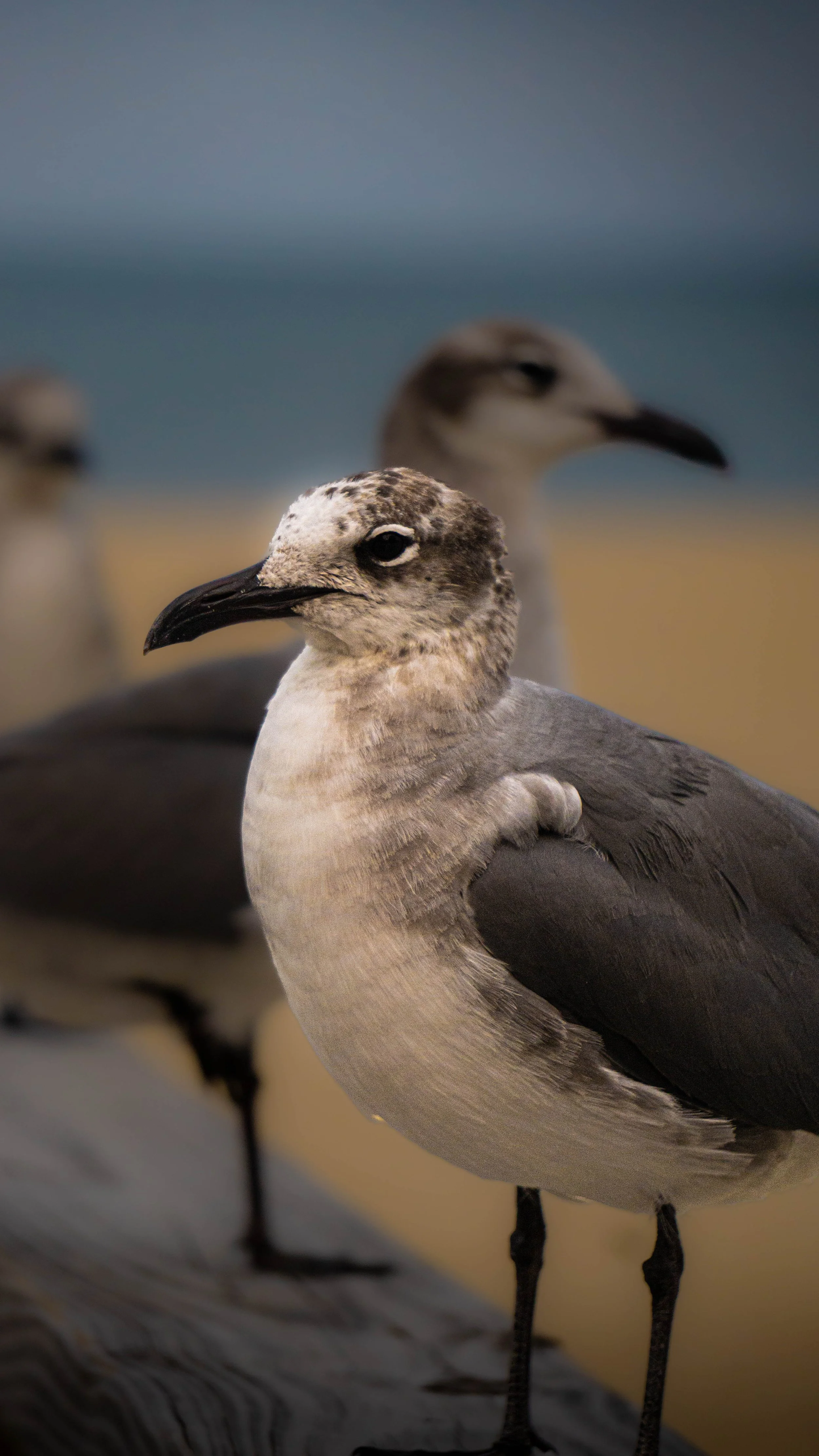 Close-up of a flock of seagulls standing on sand with a blurred background.