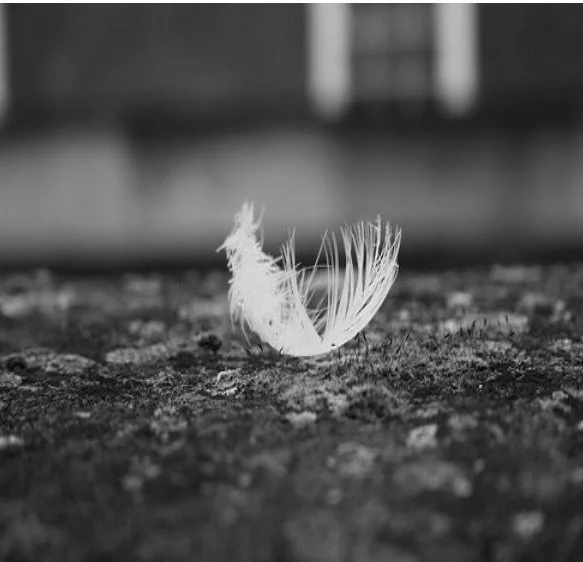 A small bird feather lying on the ground in black and white.