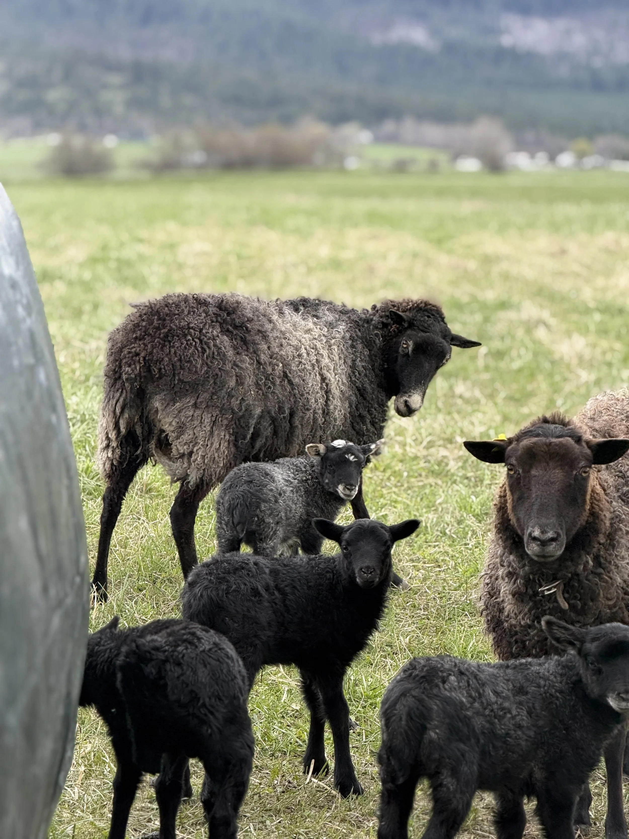 Small Steps Toward a Registered Flock