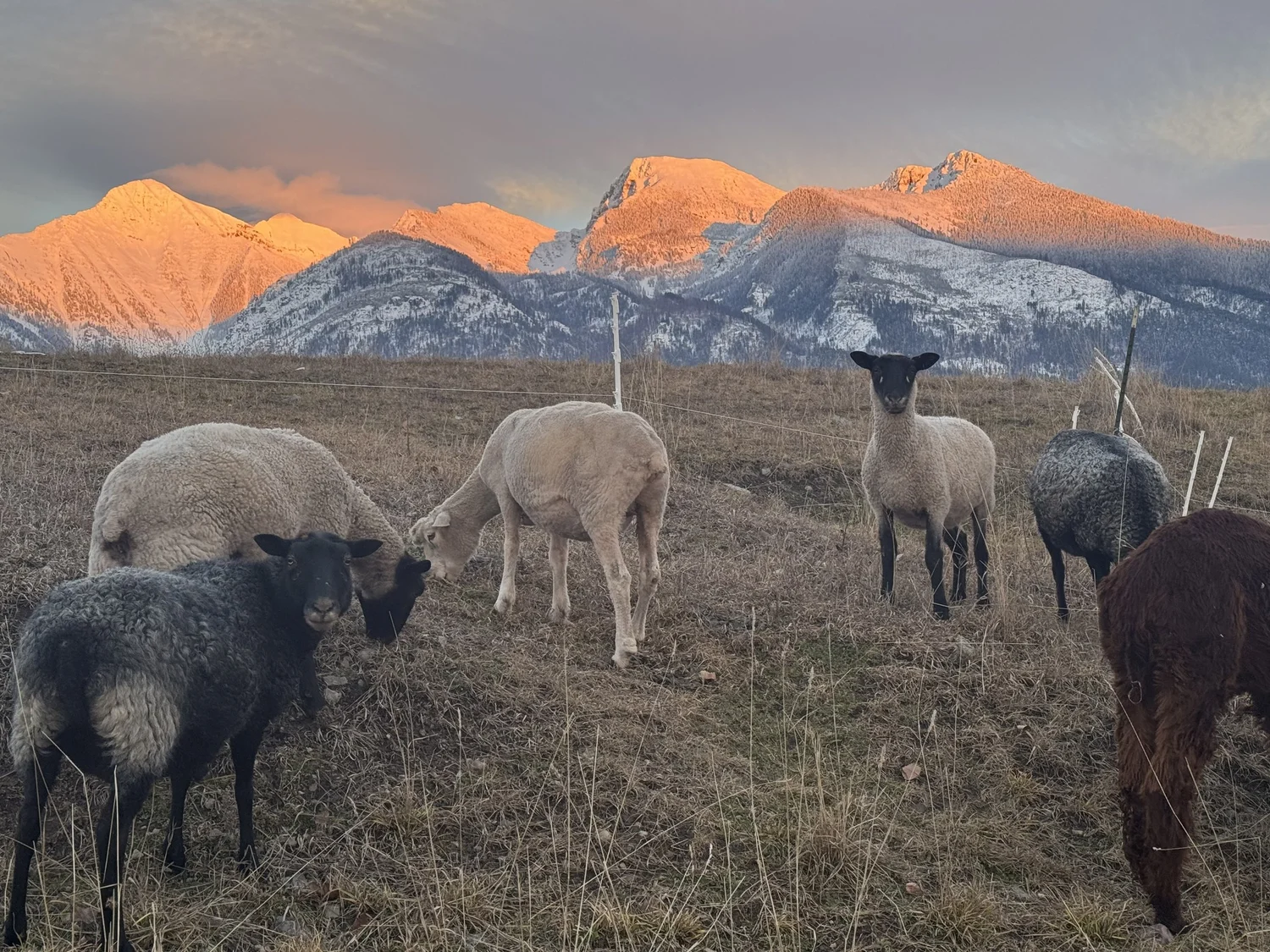 Stillwater Sheep &amp; Wool