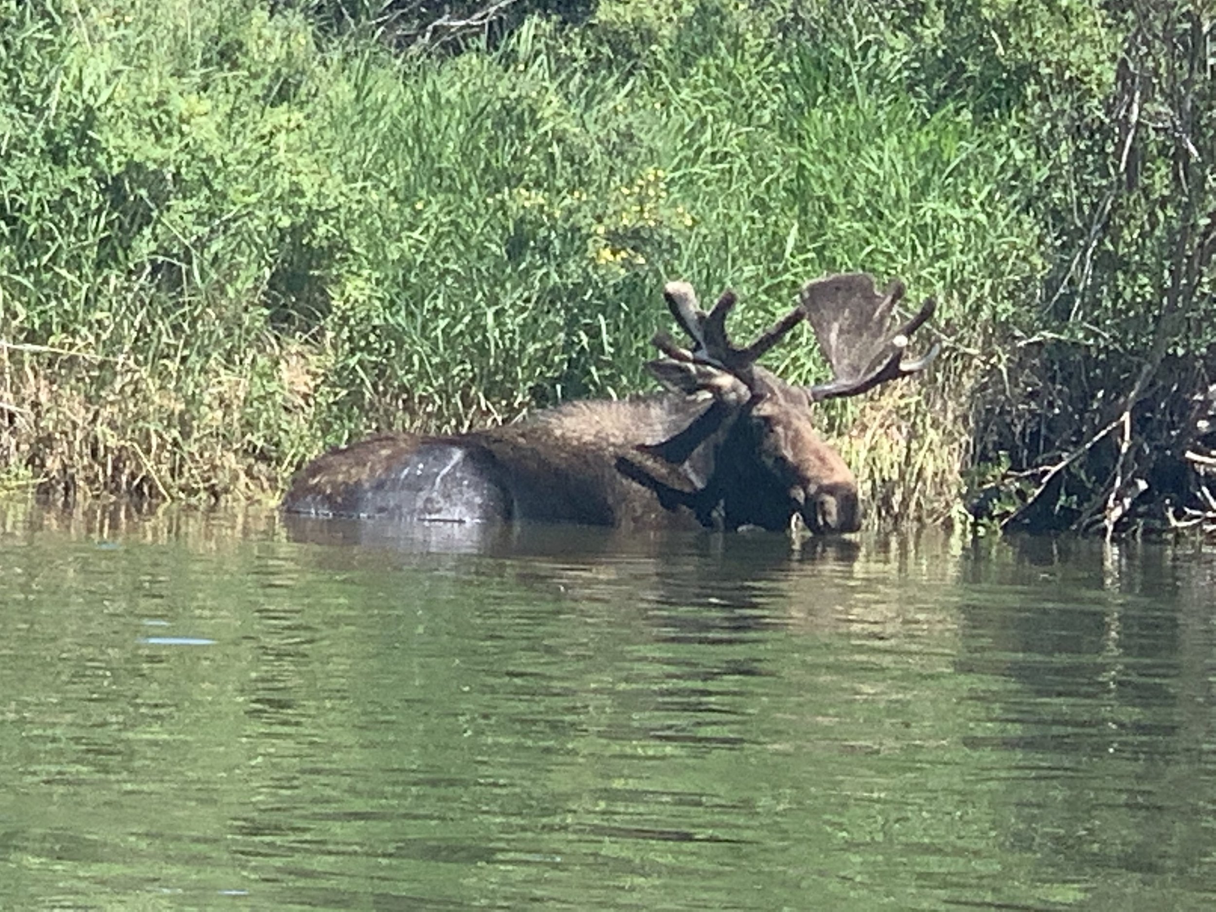 Bull Moose in Teton River