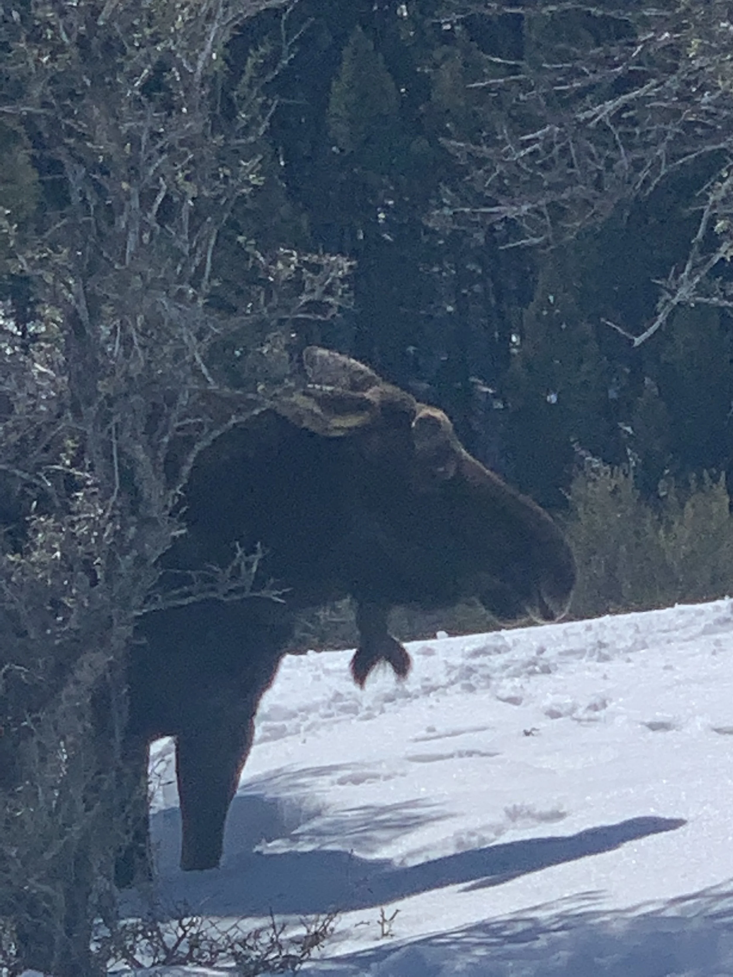 Moose in backyard