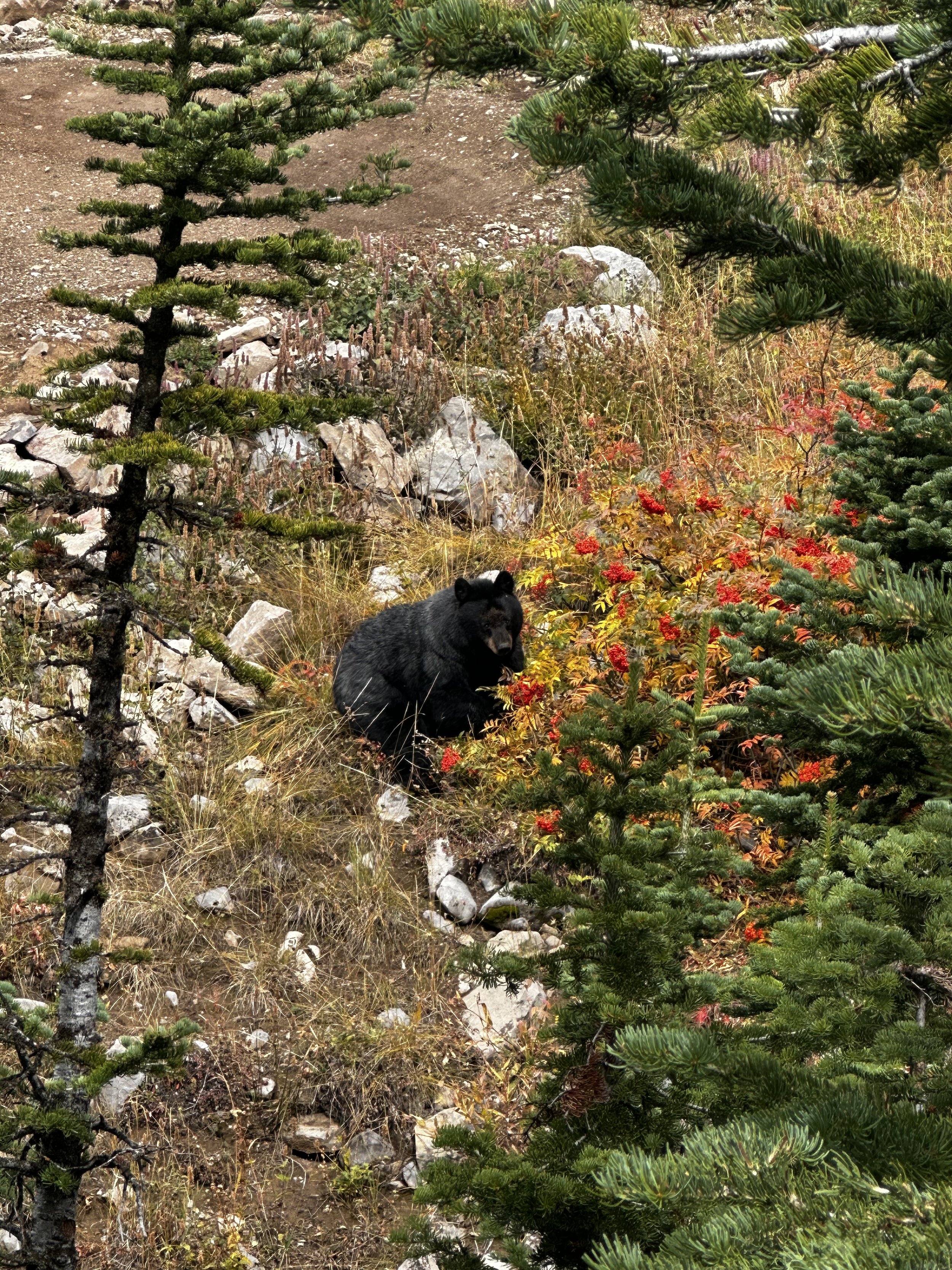 Black bear Grand Targhee