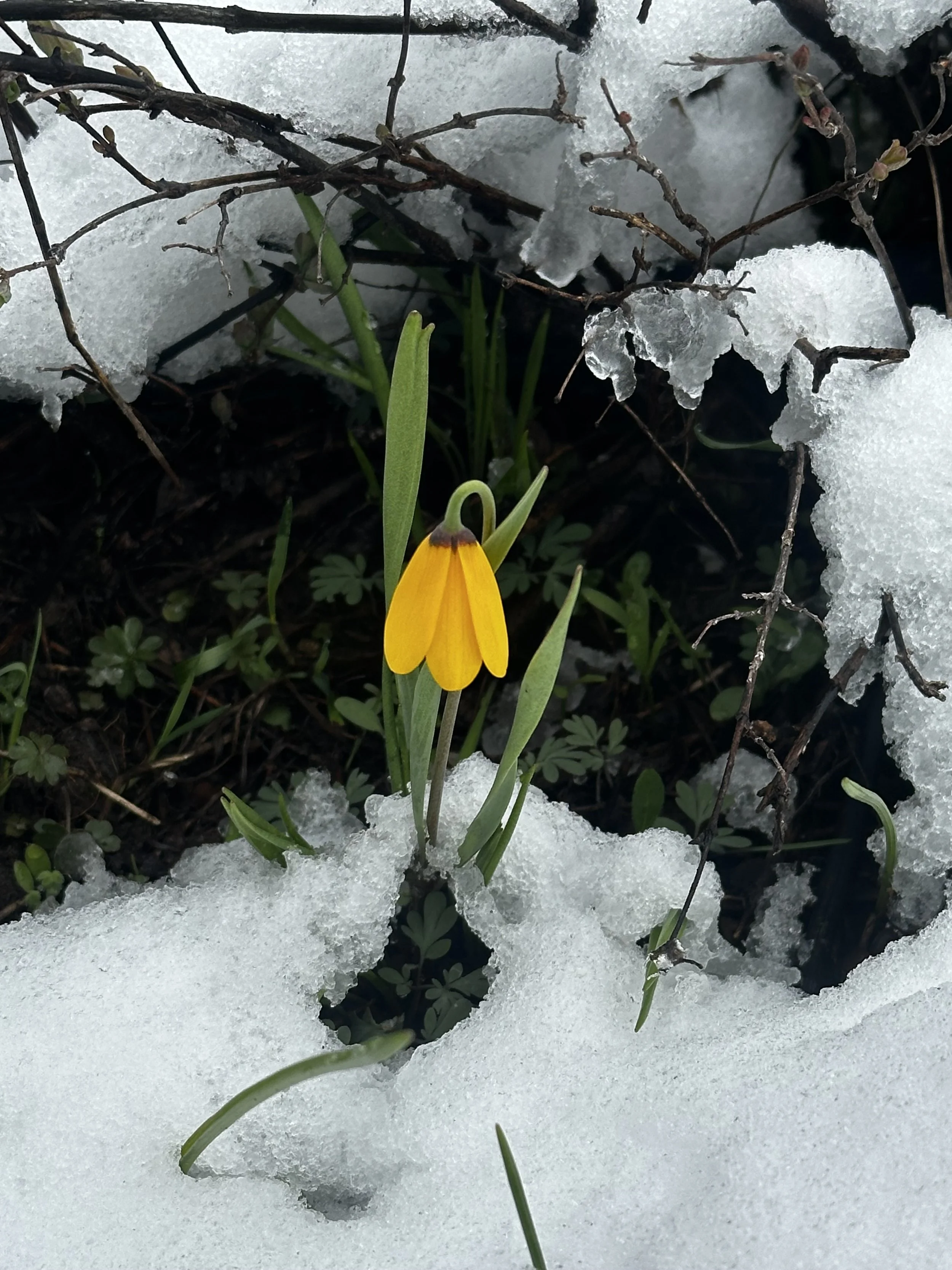 First Flower to emerge in spring