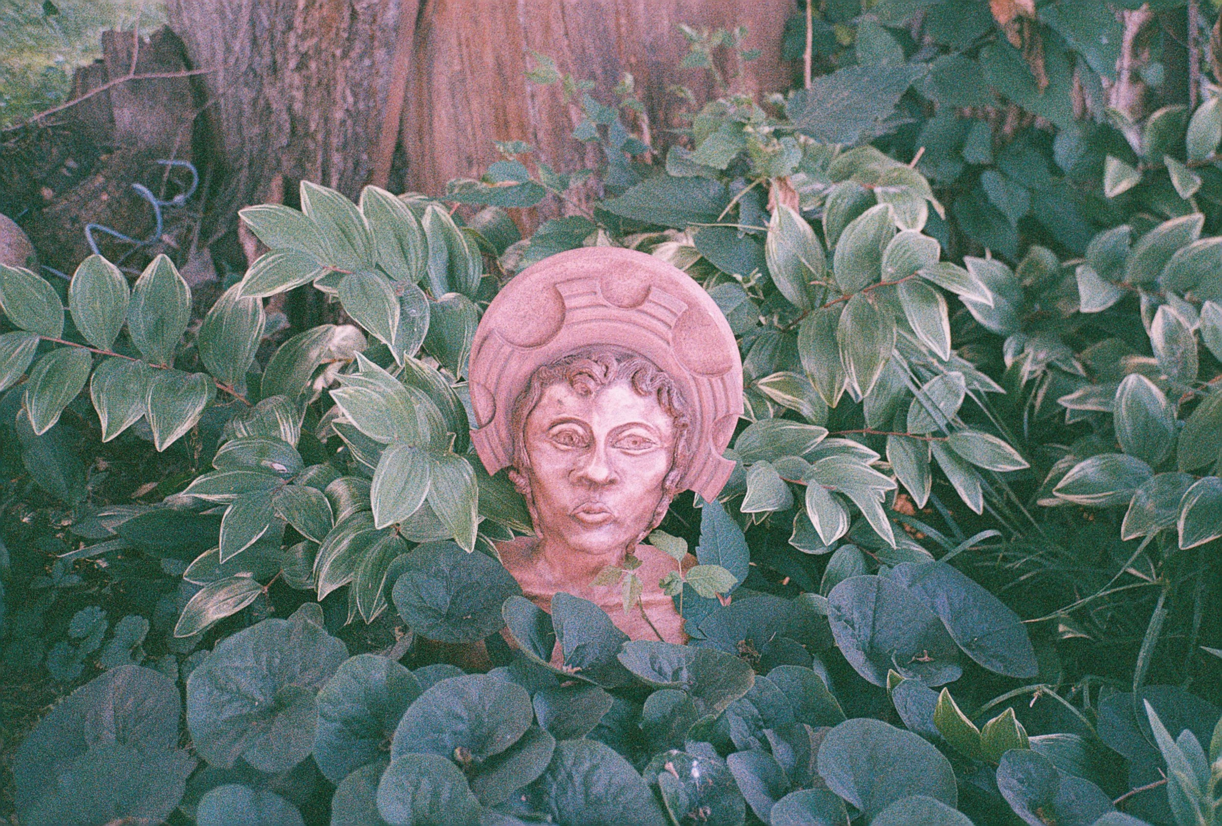 A garden scene with a stone bust of a woman with curly hair and a round halo behind her head. The bust is surrounded by lush green and variegated ivy leaves.