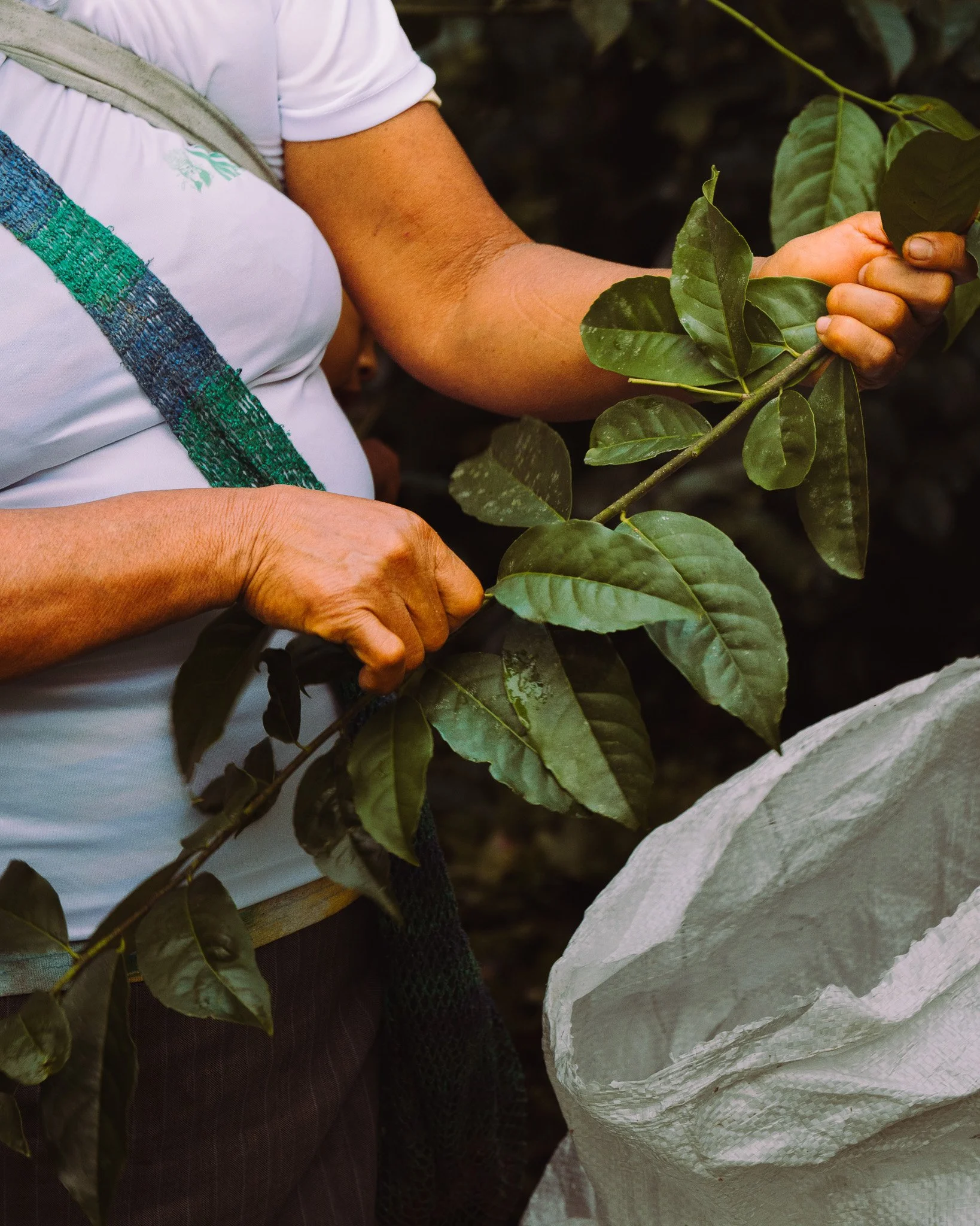 Person holding a branch with green leaves, wearing a white shirt and carrying a grey strap backpack.