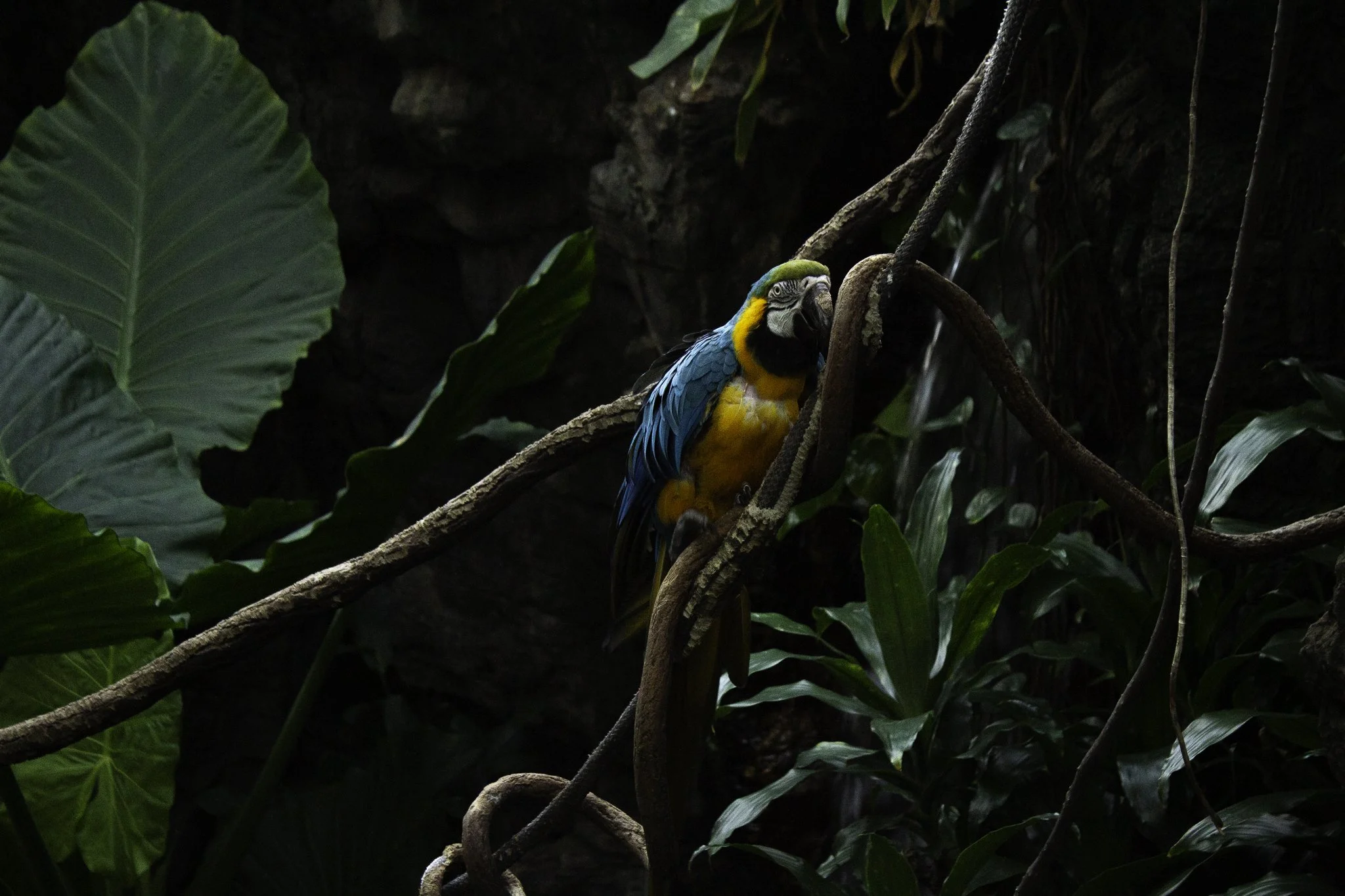 A colorful parrot with blue, green, and yellow plumage perched on a branch amidst dense tropical foliage with large green leaves and tangled vines.