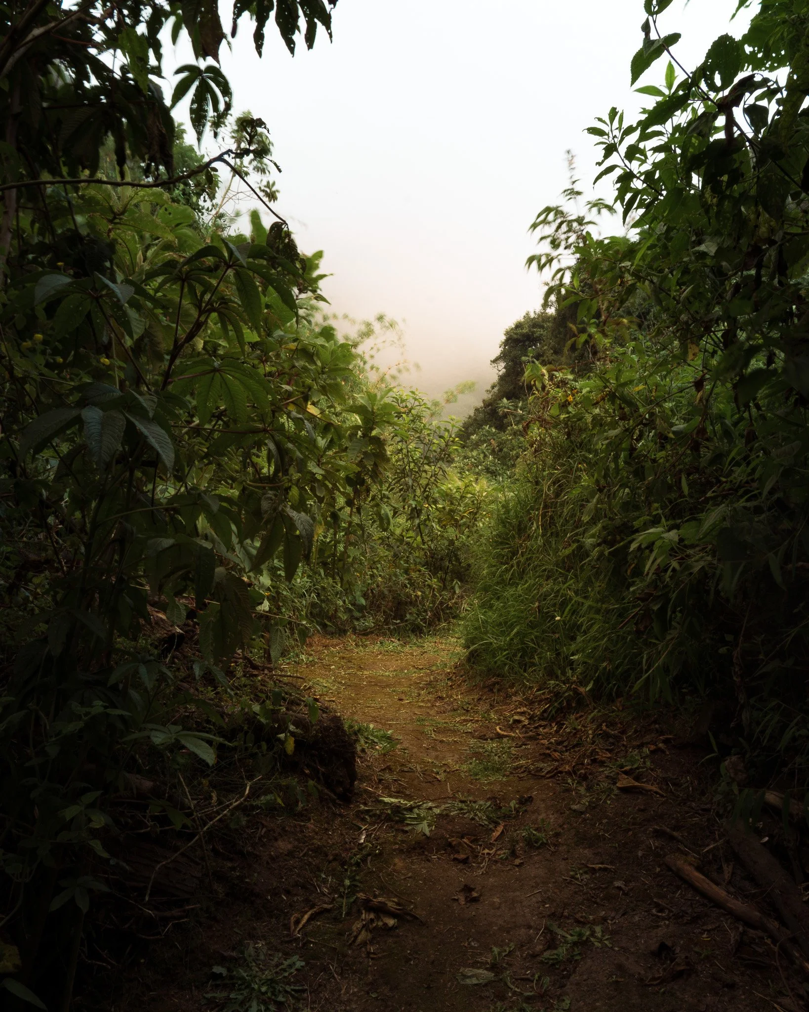 A dirt trail through a lush green forest with tall bushes and trees on either side, under an overcast sky with a misty background.