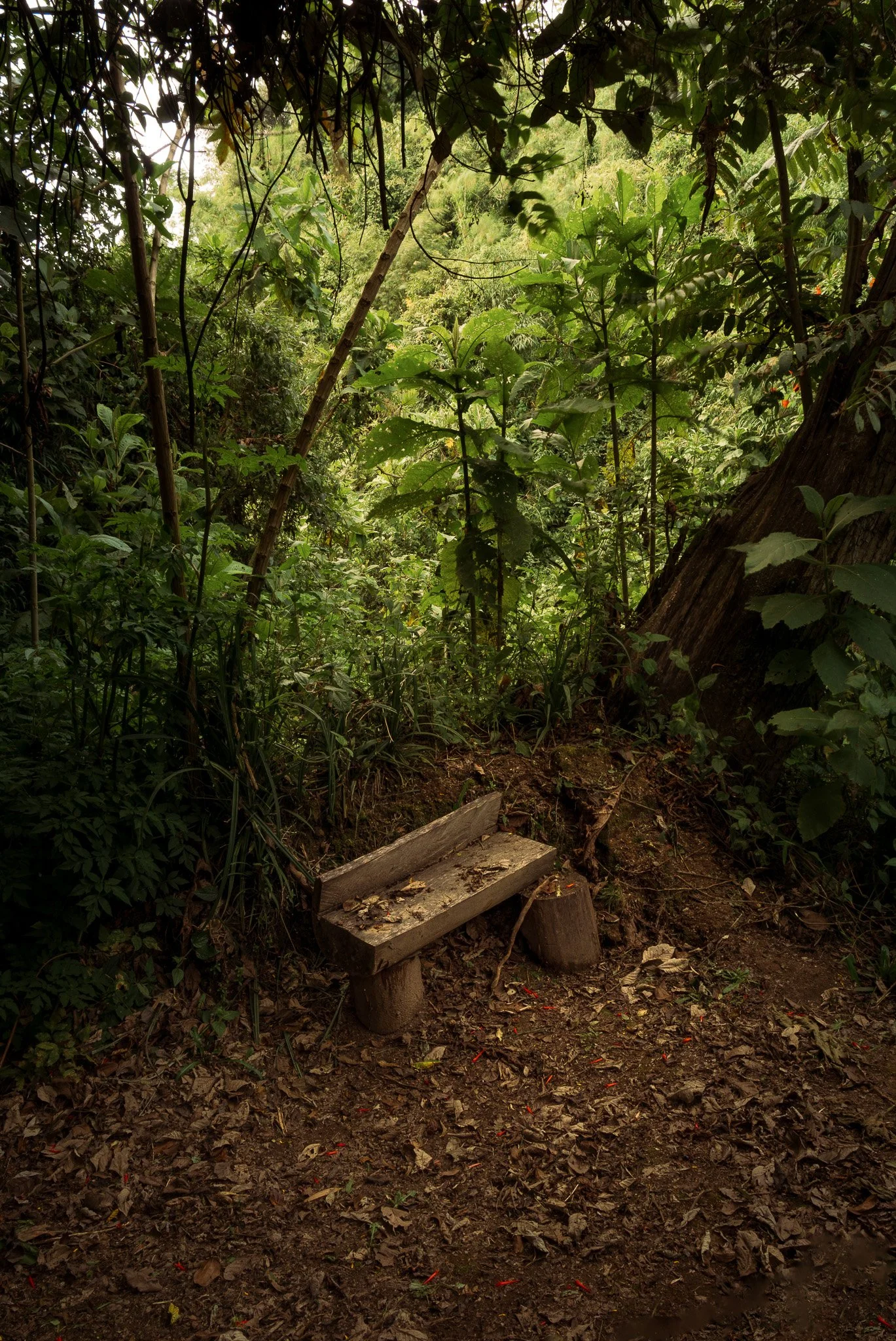 A small wooden bench in a dense, green forest surrounded by plants, trees, and fallen leaves on the ground.