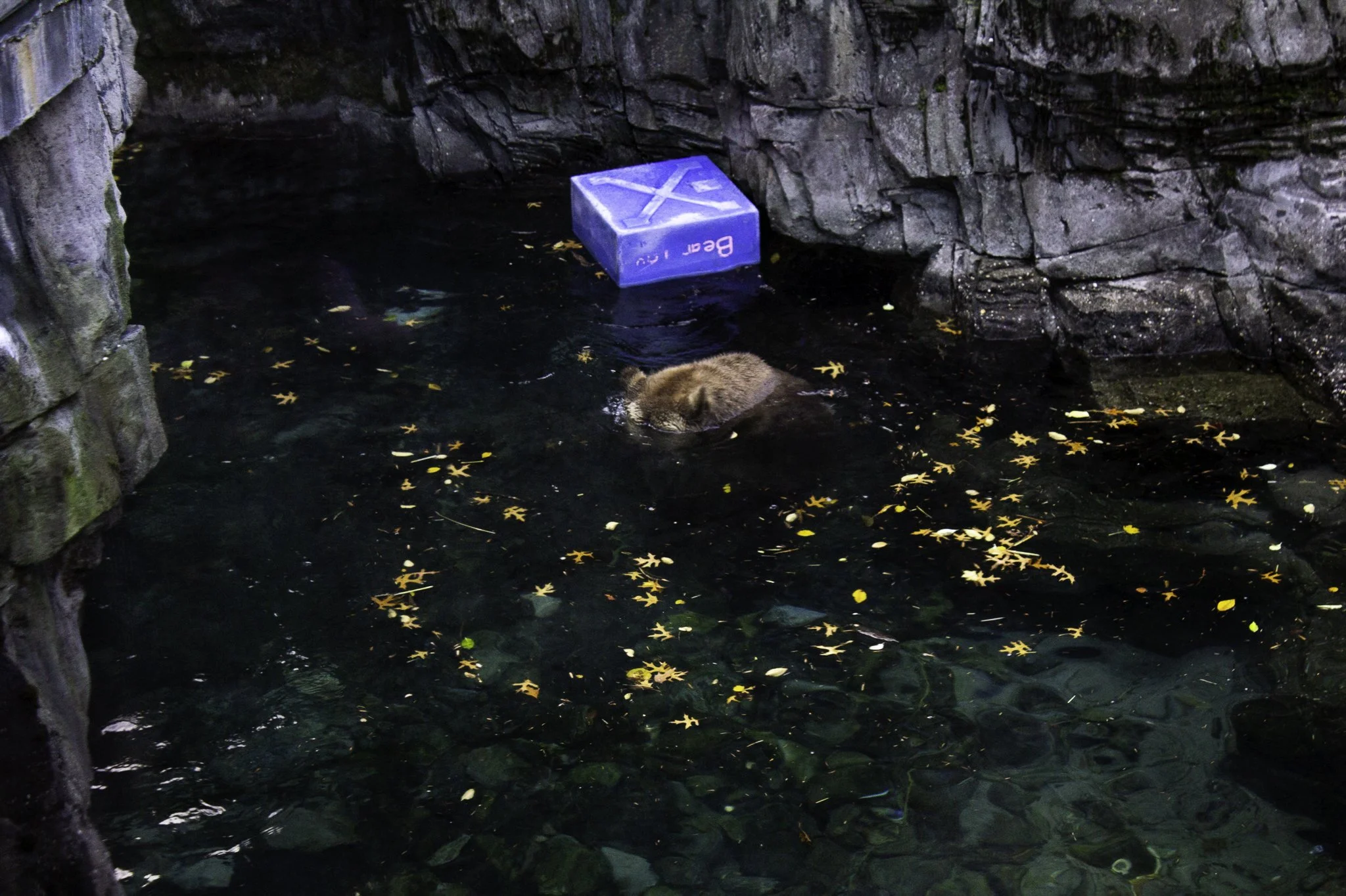 A bear swimming in water with fallen yellow leaves, rocks surrounding the water, and a blue box floating in the water.