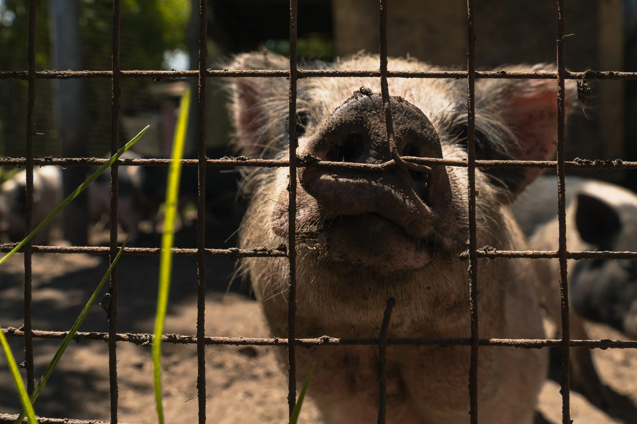 Close-up of a pig behind a rusty wire fence, with grass and trees in the background.