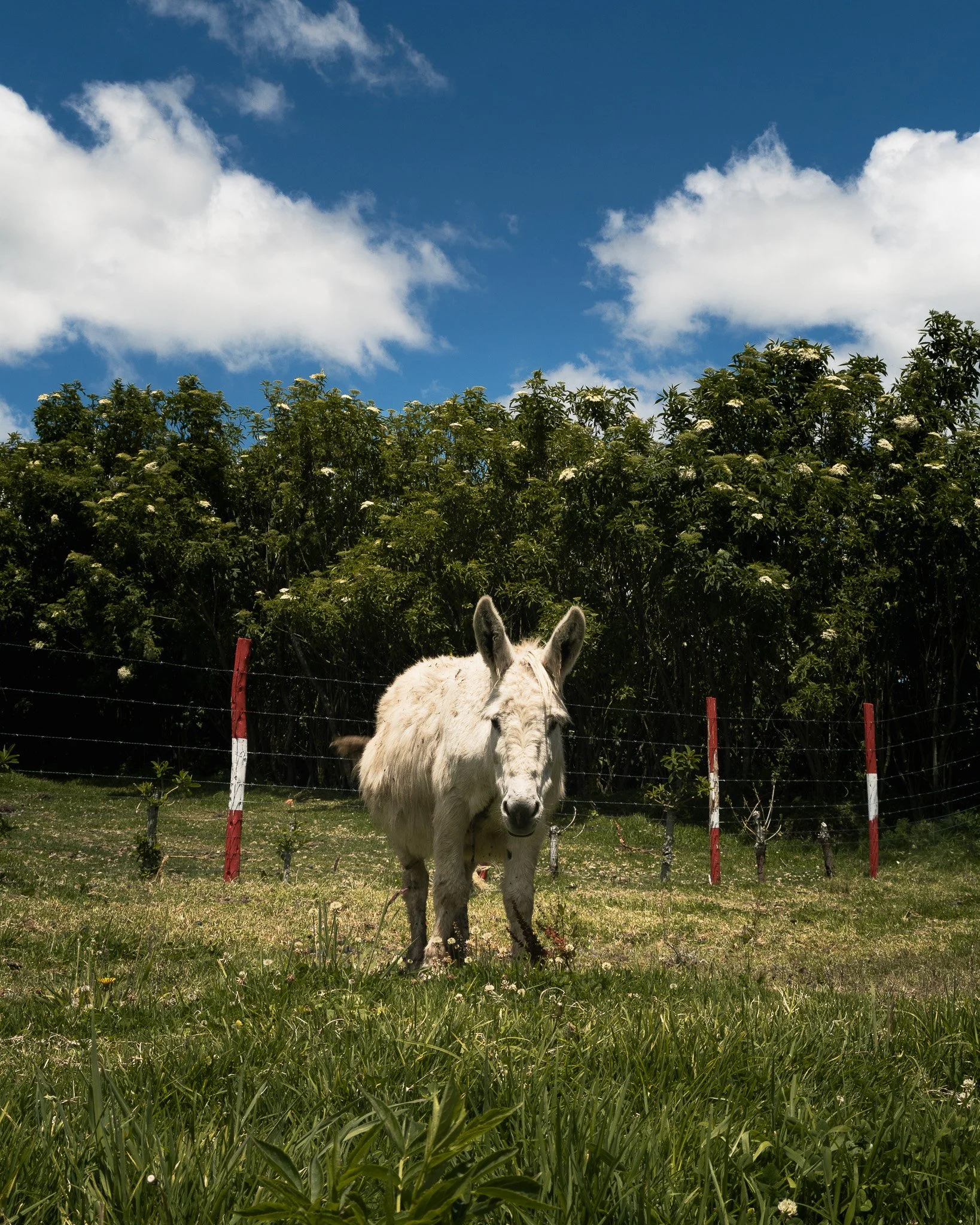 A white donkey standing on green grass in front of a black wire fence, with tall green trees and a blue sky with white clouds in the background.