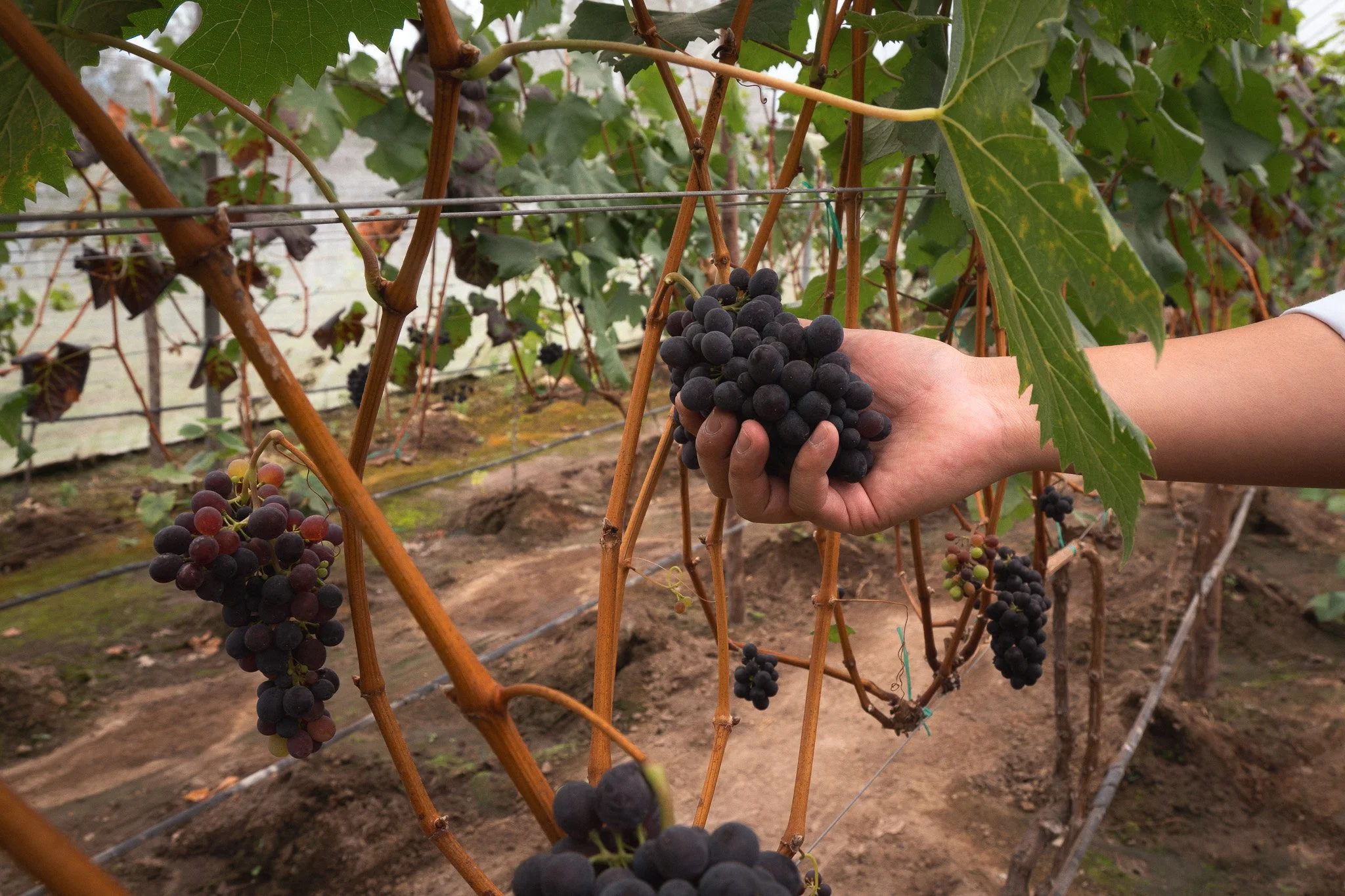 Close-up of a person's hand holding a bunch of ripe dark purple grapes on a vineyard. Green leaves and vines are visible in the background.