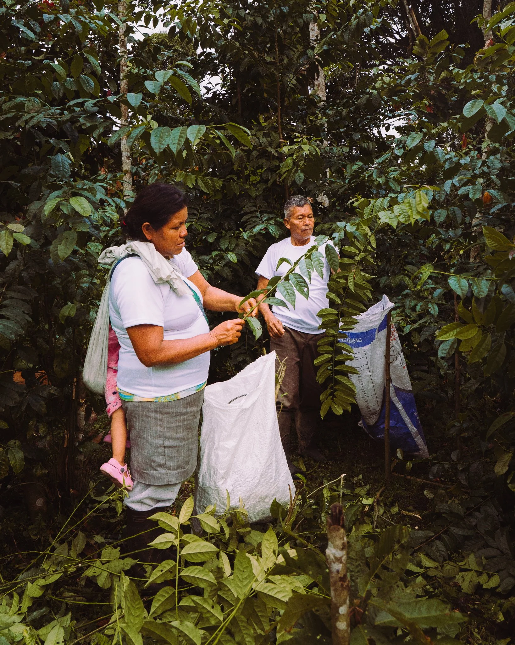 Two women and a man in a lush green coffee plantation, inspecting coffee plants and beans, with one woman holding a branch and a pink shoe.