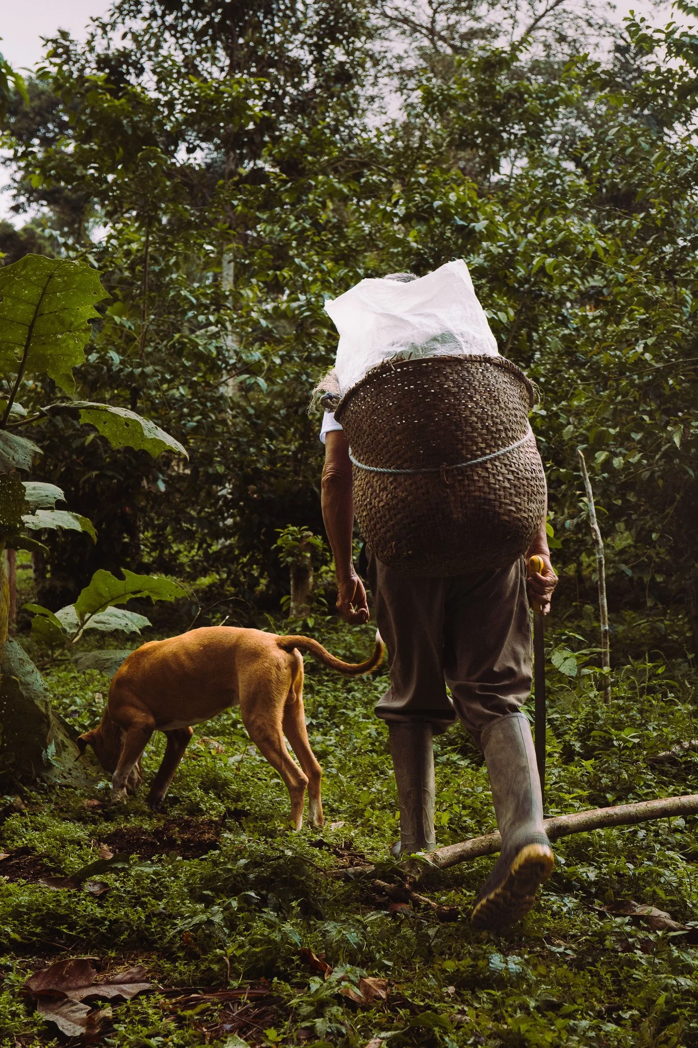 An elderly person with a large woven basket on their back walking through a lush green forest, accompanied by a brown dog.