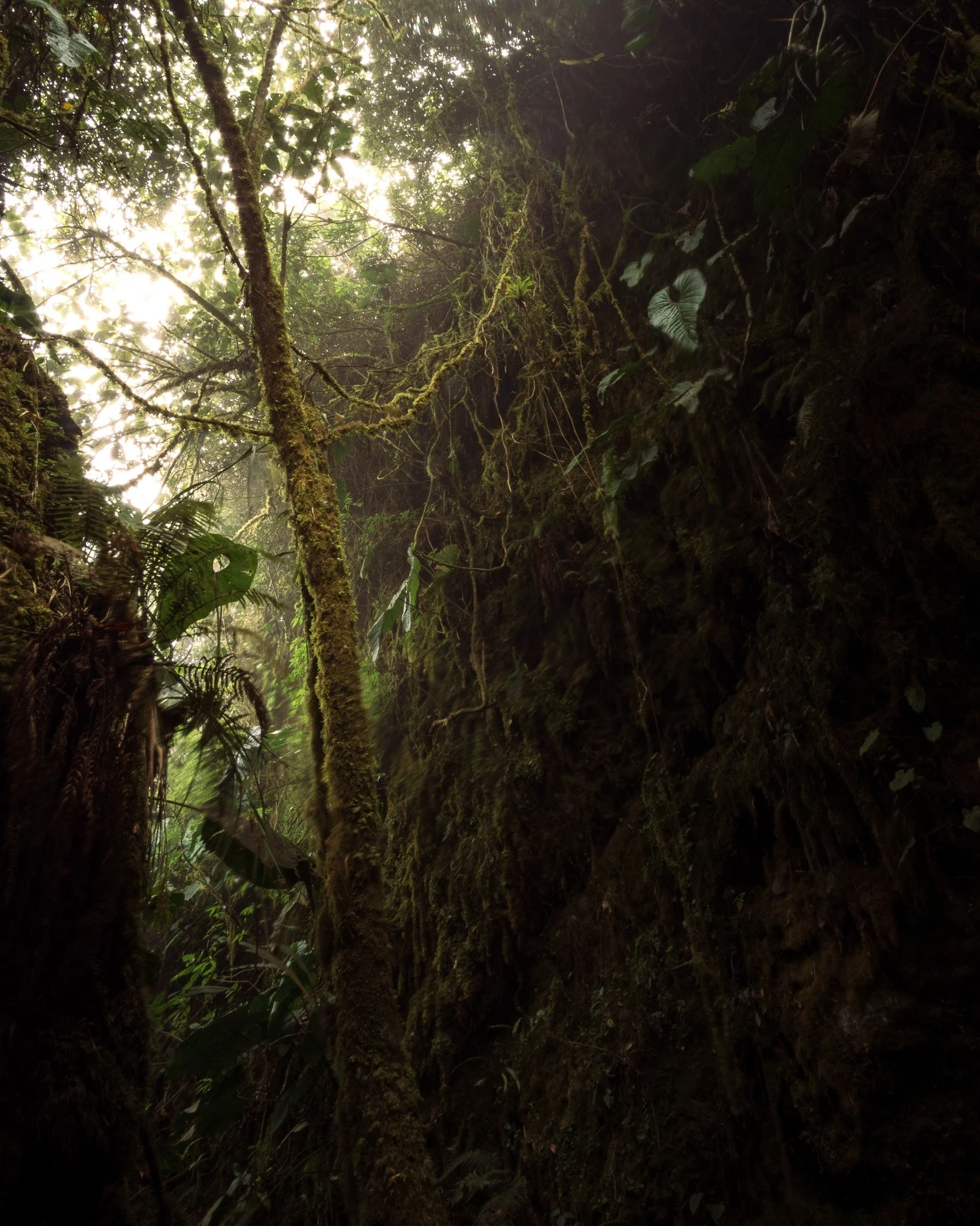 Dense forest scene with tall trees covered in moss, green foliage, and sunlight filtering through the canopy.