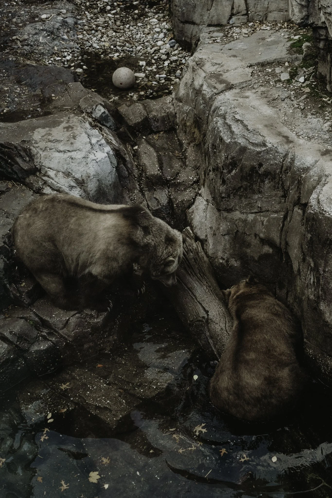Three bears in a rocky outdoor setting near water, with rocks, dirt, and a large ball in the background.