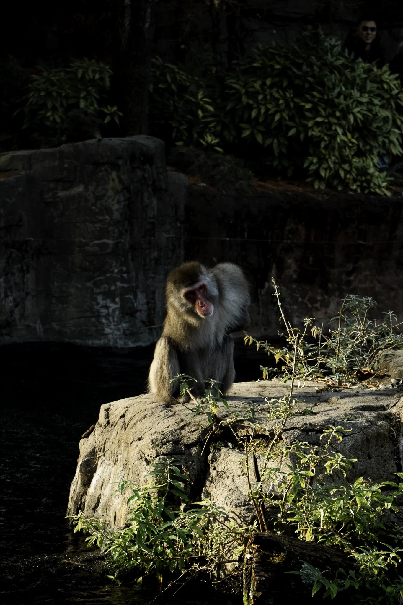 A baboon sitting on a large rock near water, with green foliage and a person wearing sunglasses in the background.