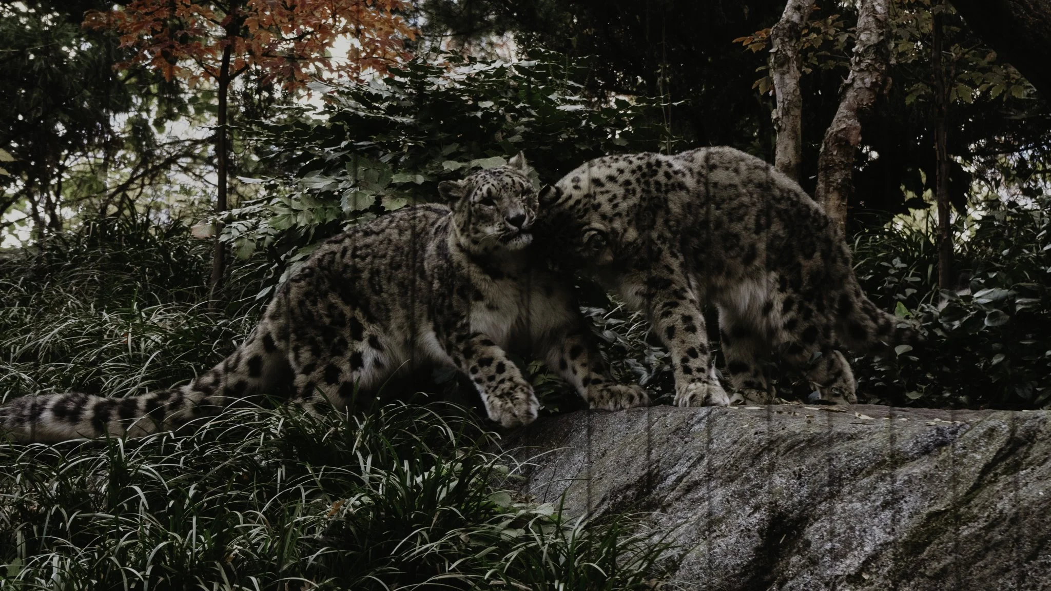 Two snow leopards in a forested environment, one sitting and the other grooming it.