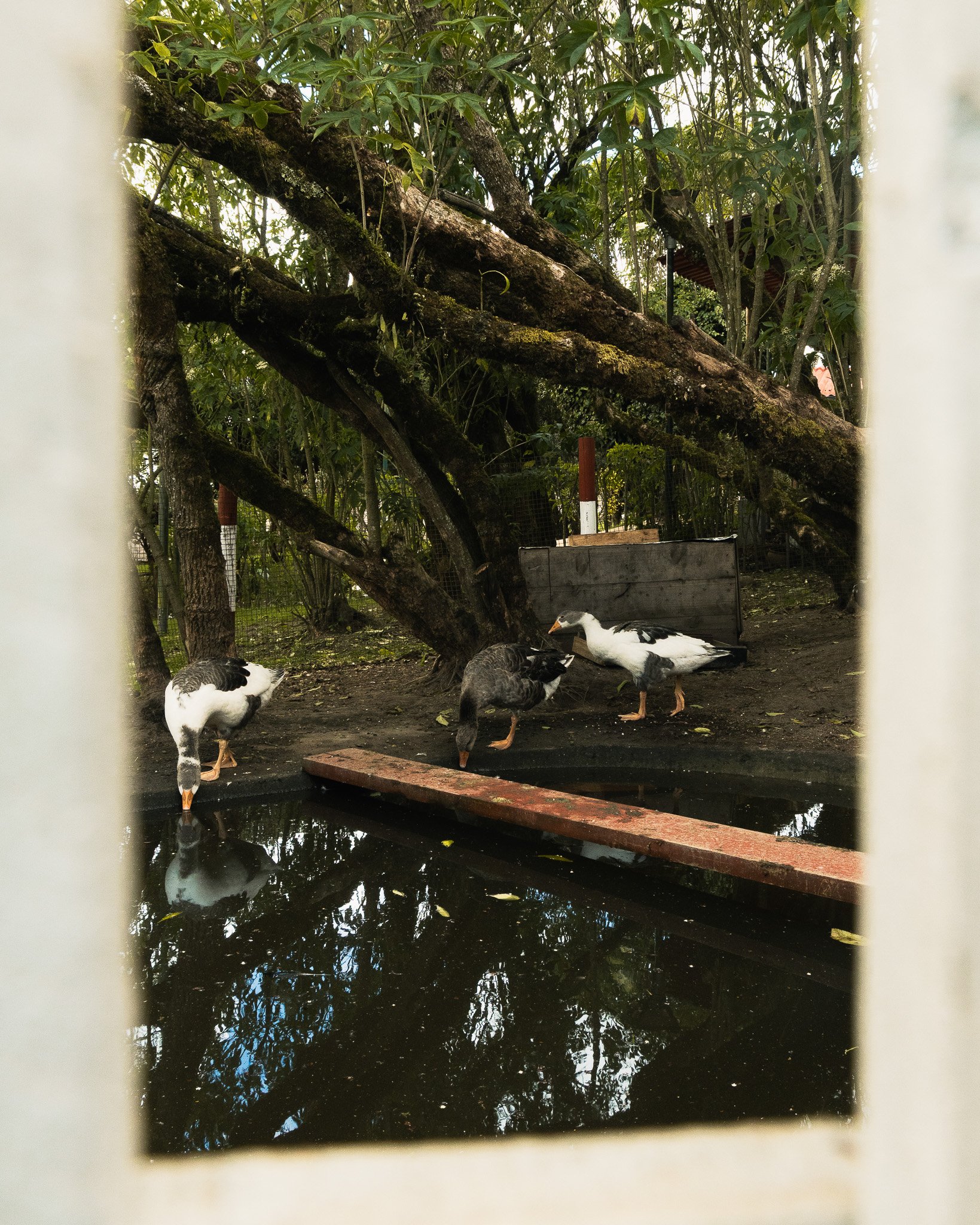 A group of ducks, including a white duck with black markings, are gathered near a small body of water surrounded by trees and foliage. The ducks are pecking at the ground near the water's edge.