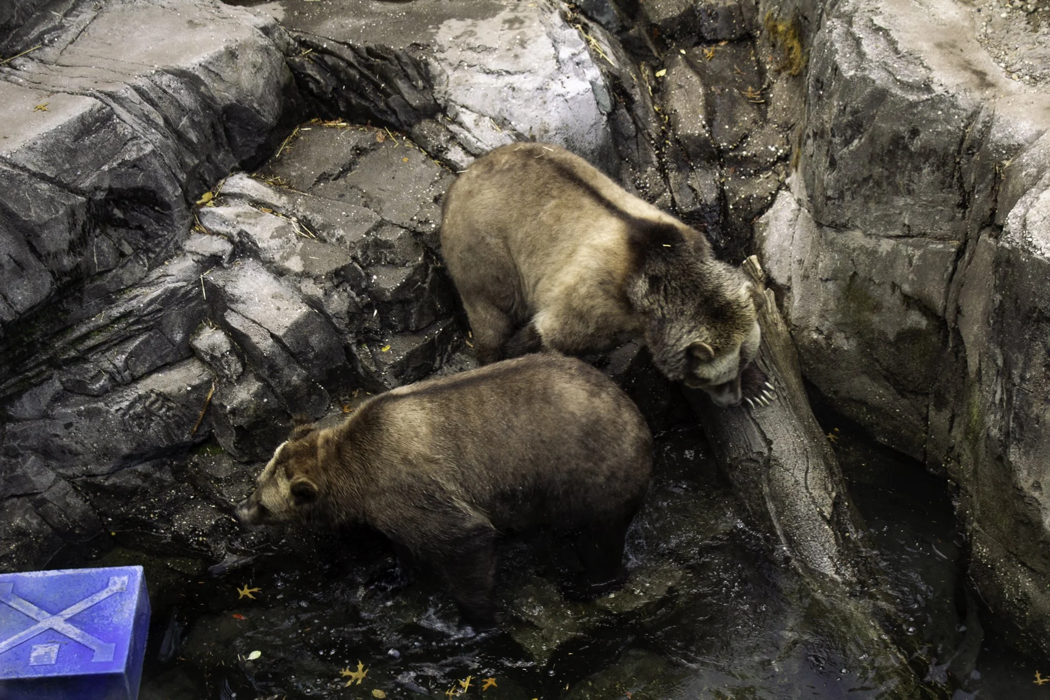 Two brown bears are standing on a rocky bank beside a body of water, with autumn leaves scattered on the ground.