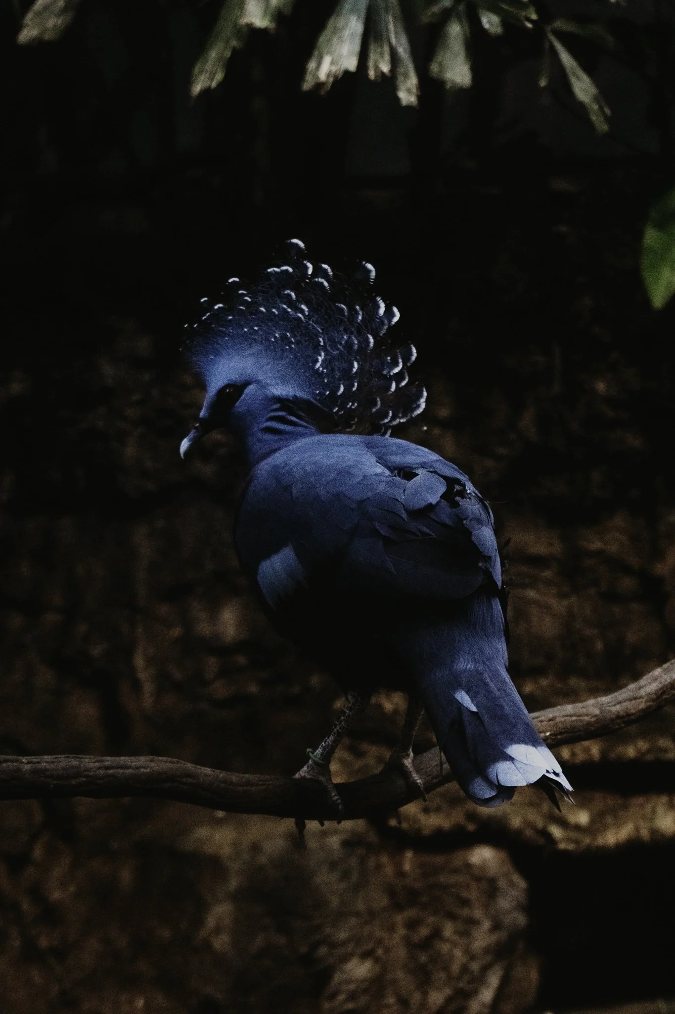 A peacock with vibrant blue and green feathers perched on a tree branch in a dark forest.