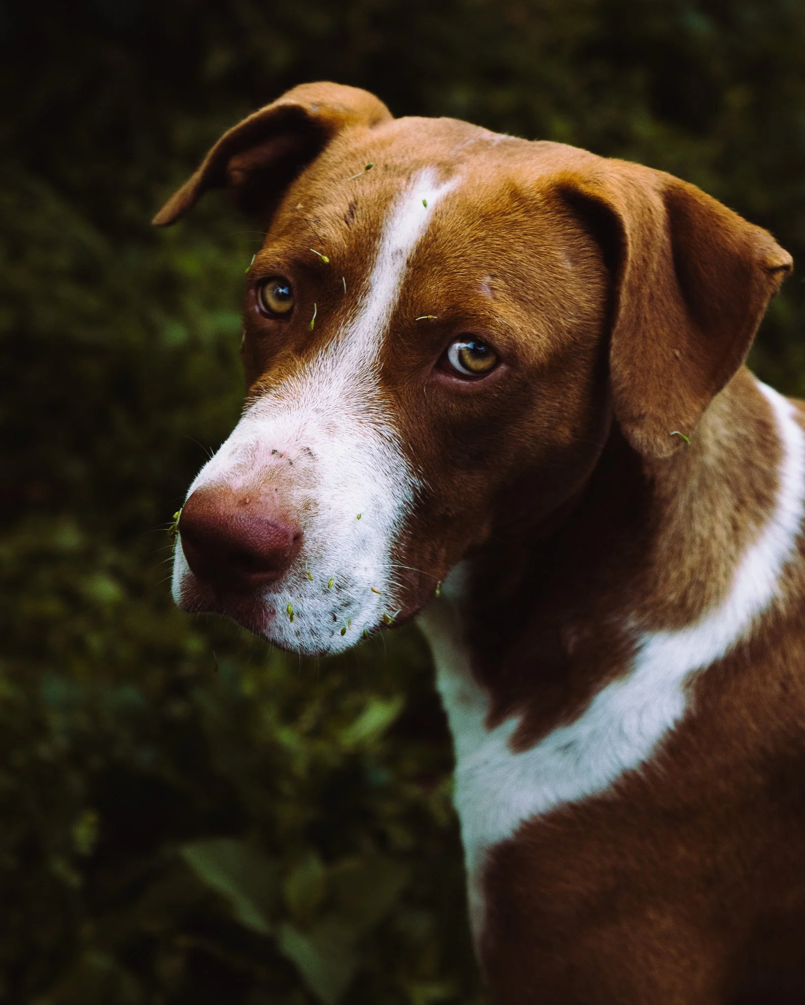 Close-up of a brown and white dog with green grass and dark background, looking at the camera.