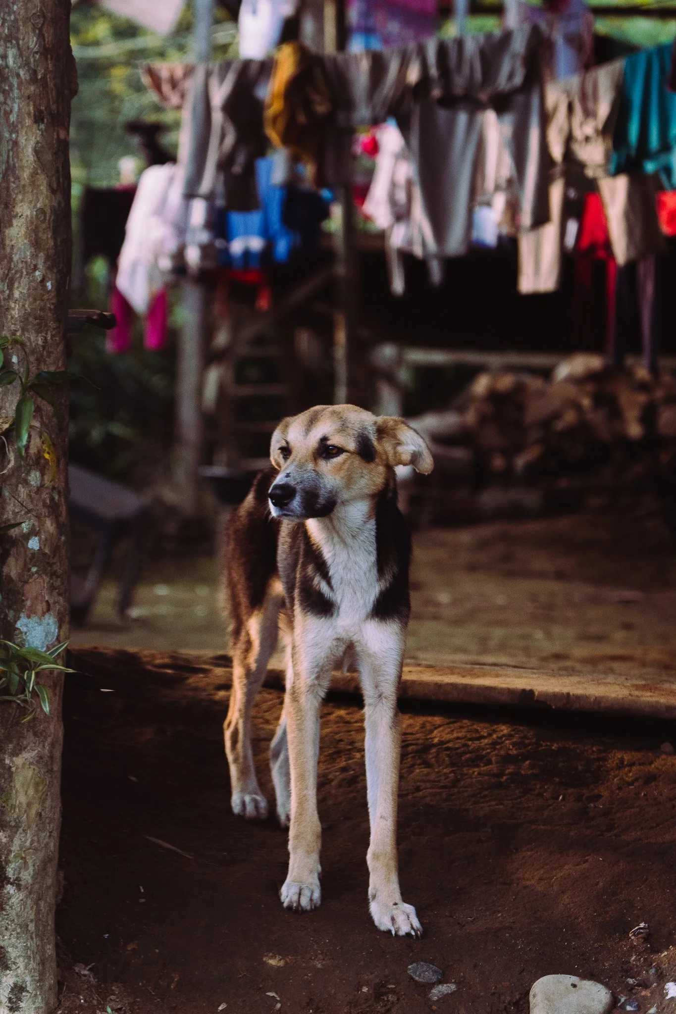 A dog standing on dirt ground in front of a wooden structure with hanging clothes, trees, and green foliage in the background.