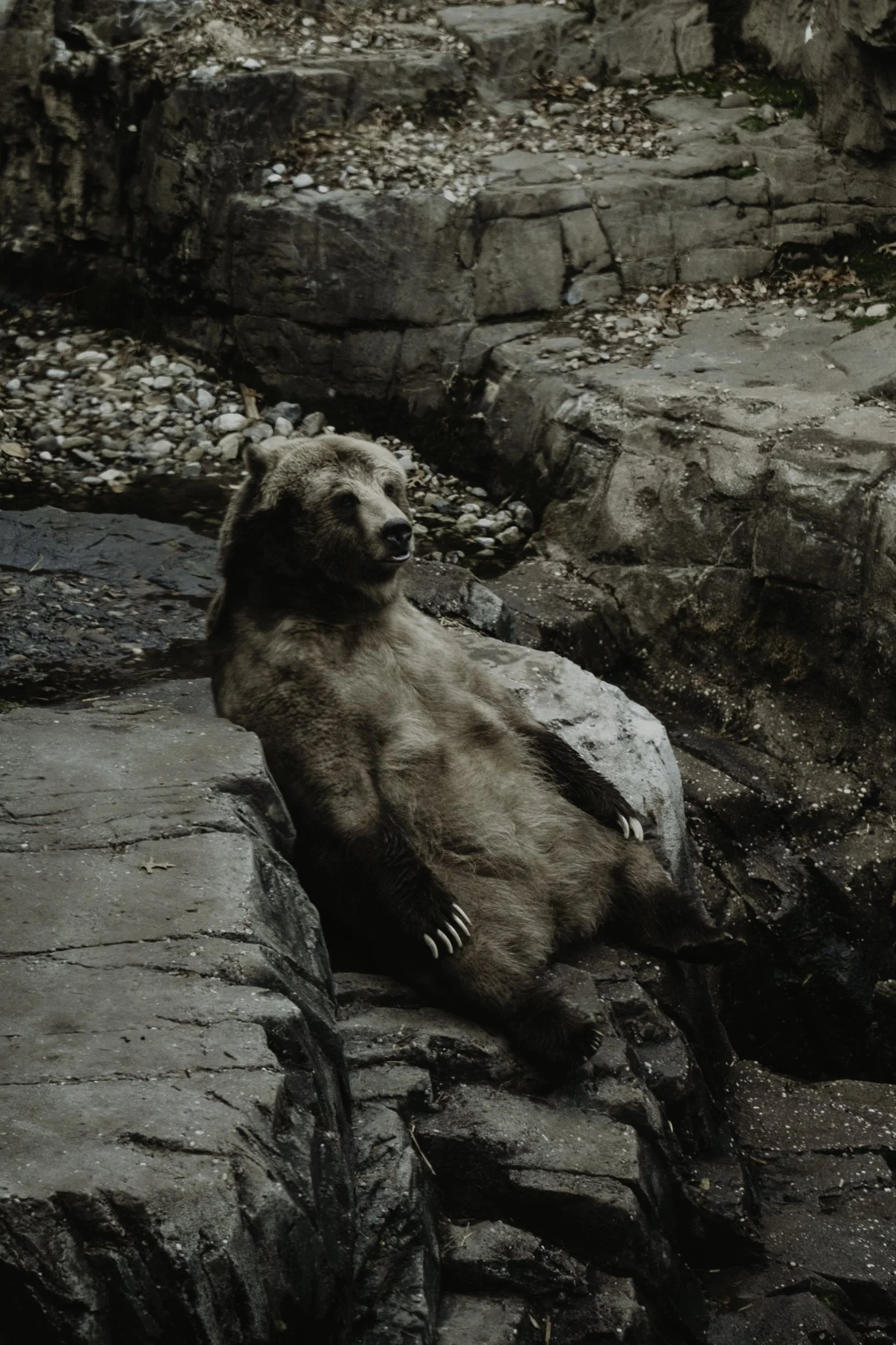 A bear resting on a large rock near a rocky area with a small stream.