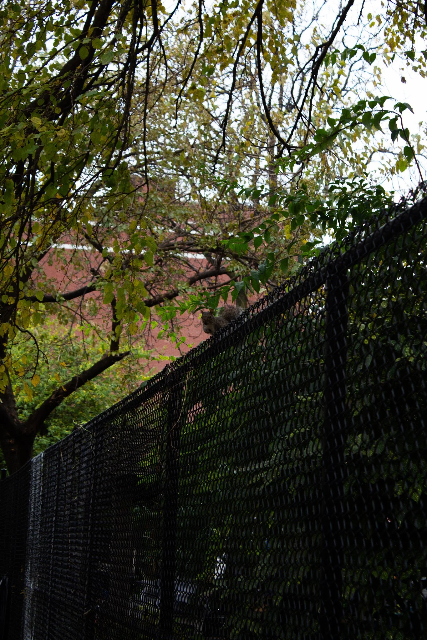 A squirrel sitting on top of a black chain-link fence, with trees and a building in the background during daytime.