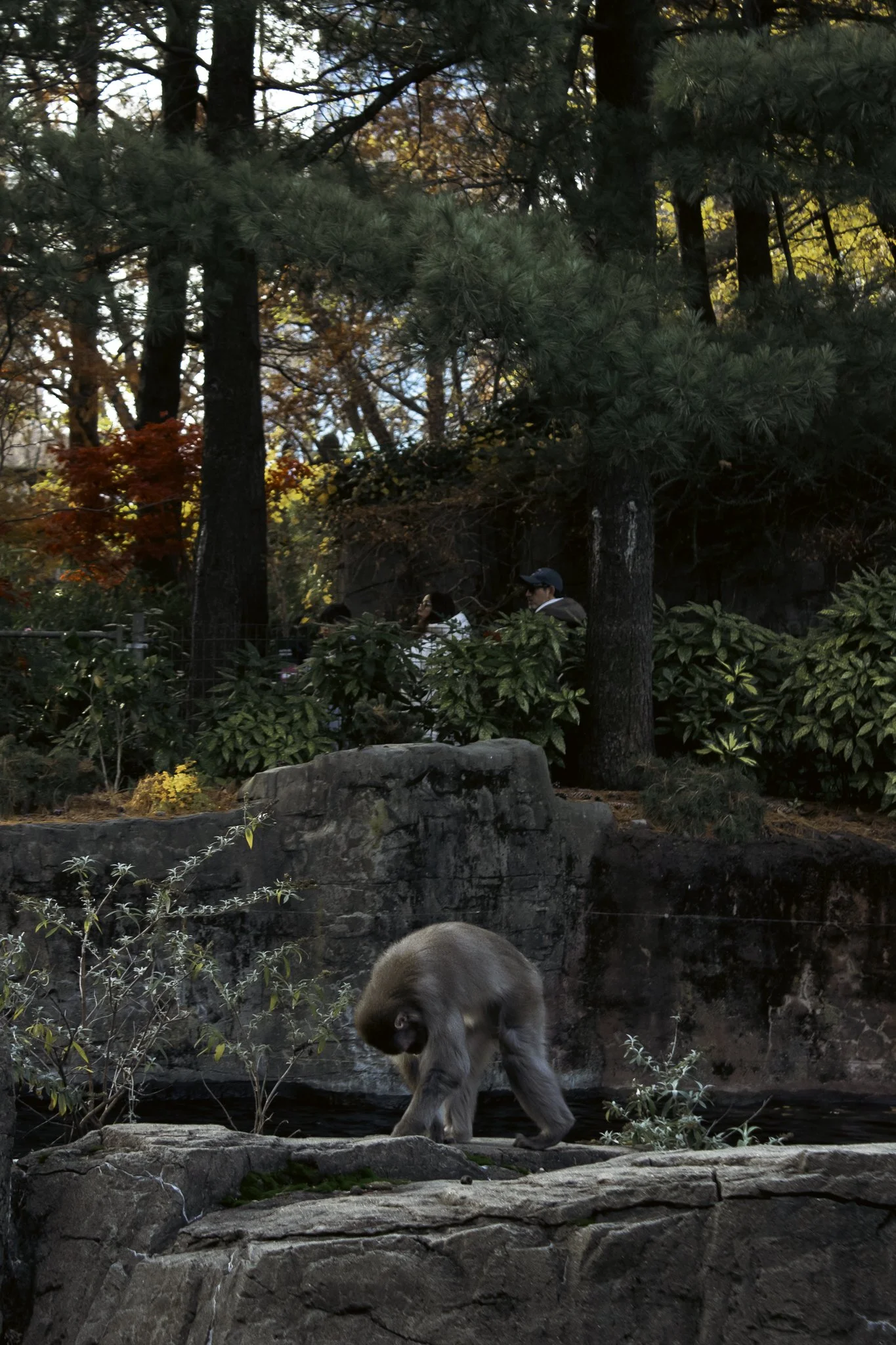 A scene from a zoo or park with trees, rocks, and greenery. In the foreground, a brown and white bear is walking near the water. In the background, two people are sitting on benches partially obscured by foliage, with autumn-colored trees behind them