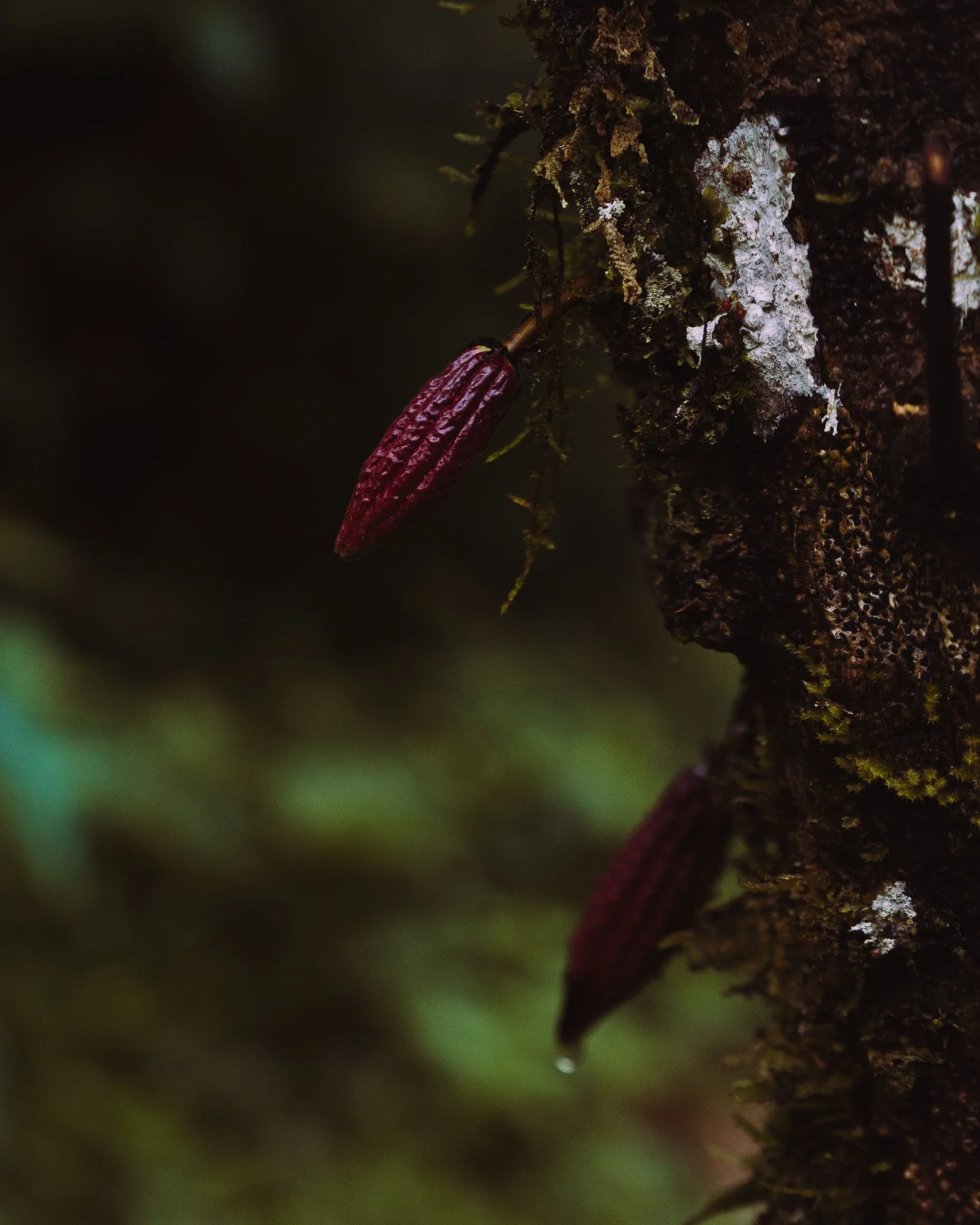 Close-up of a small, red, elongated fungus growing on a tree trunk covered with moss and lichen, with a dark blurred background.