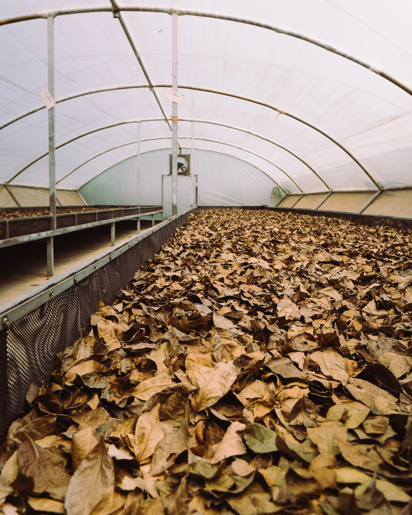Inside a greenhouse or tunnel, dry fallen leaves cover the ground, with metal support structures and a mesh sidewall visible.