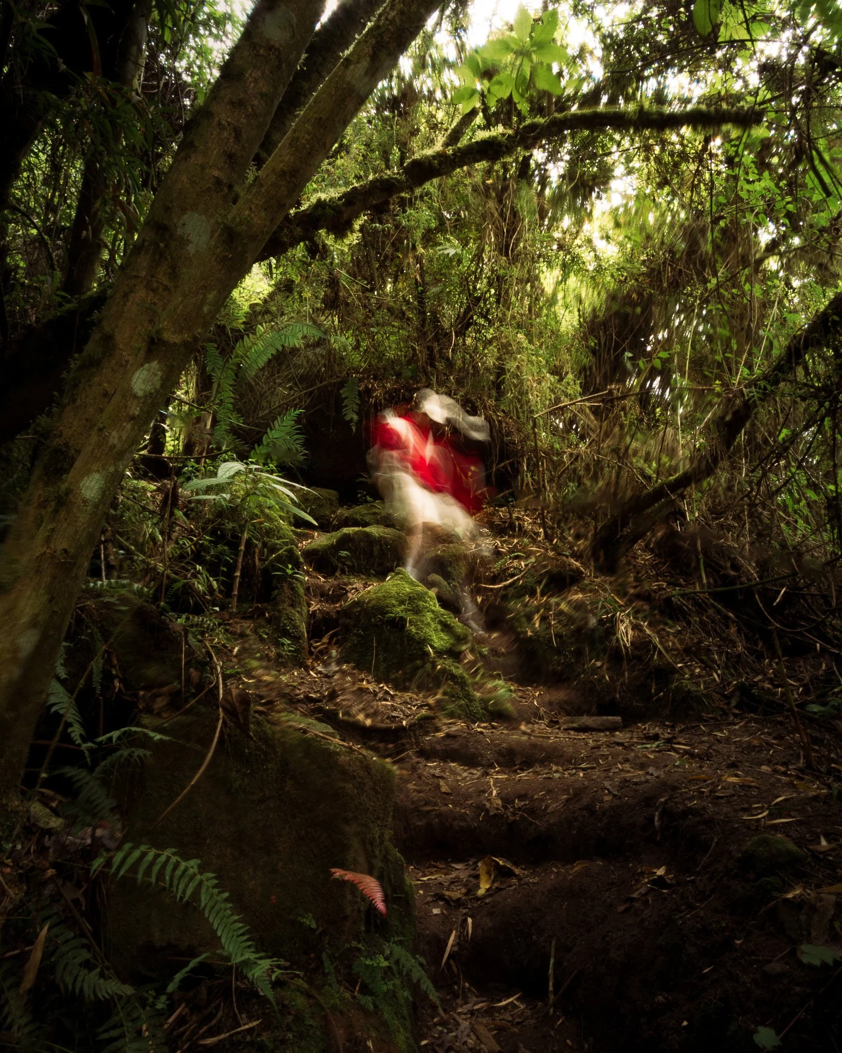 A dense forest scene with green foliage, tree trunks, and a dirt trail. A blurred figure wearing a red garment is visible in the lower center of the image, creating a sense of motion.