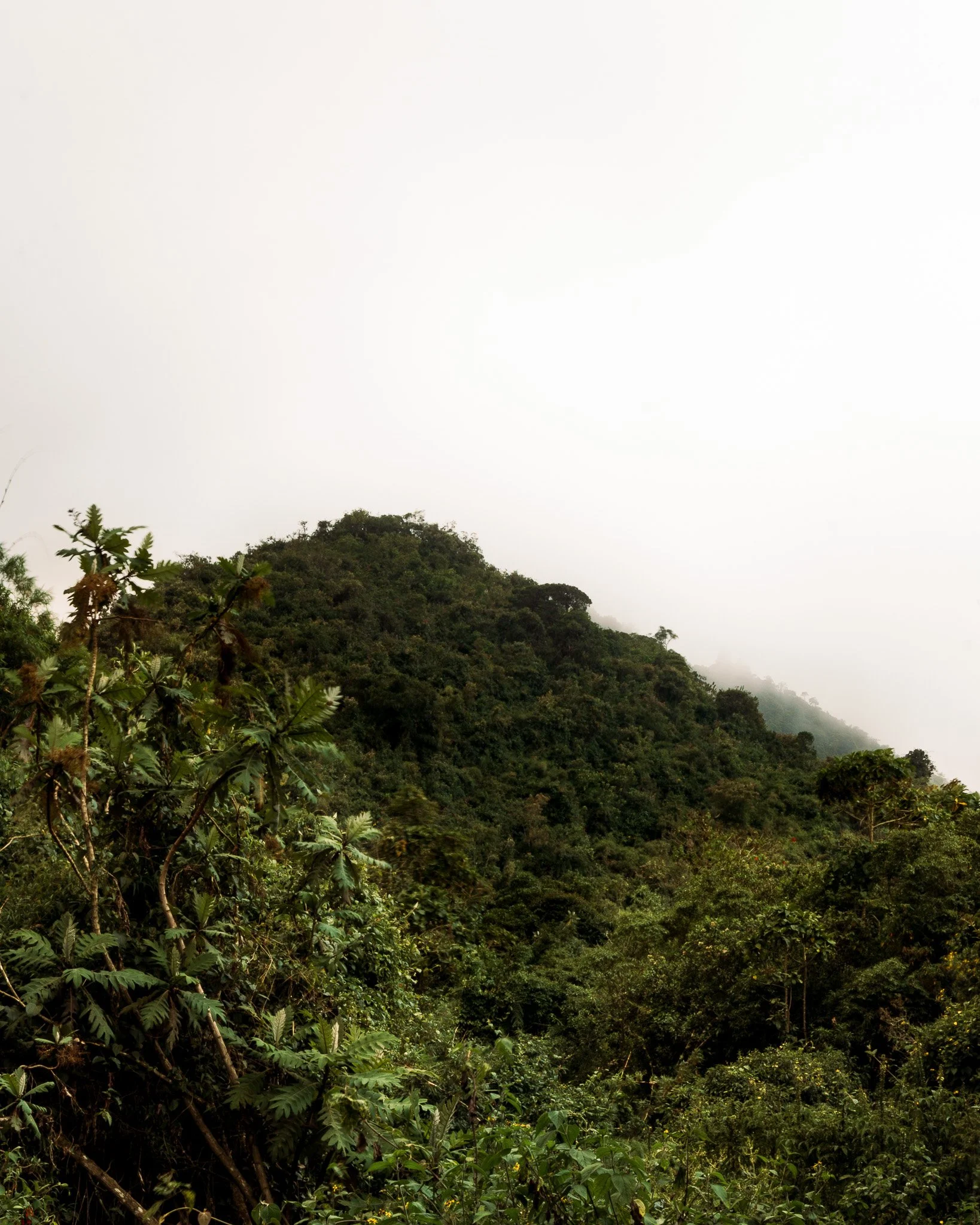 Lush green hillside covered with dense trees and plants, with a cloudy, overcast sky in the background.