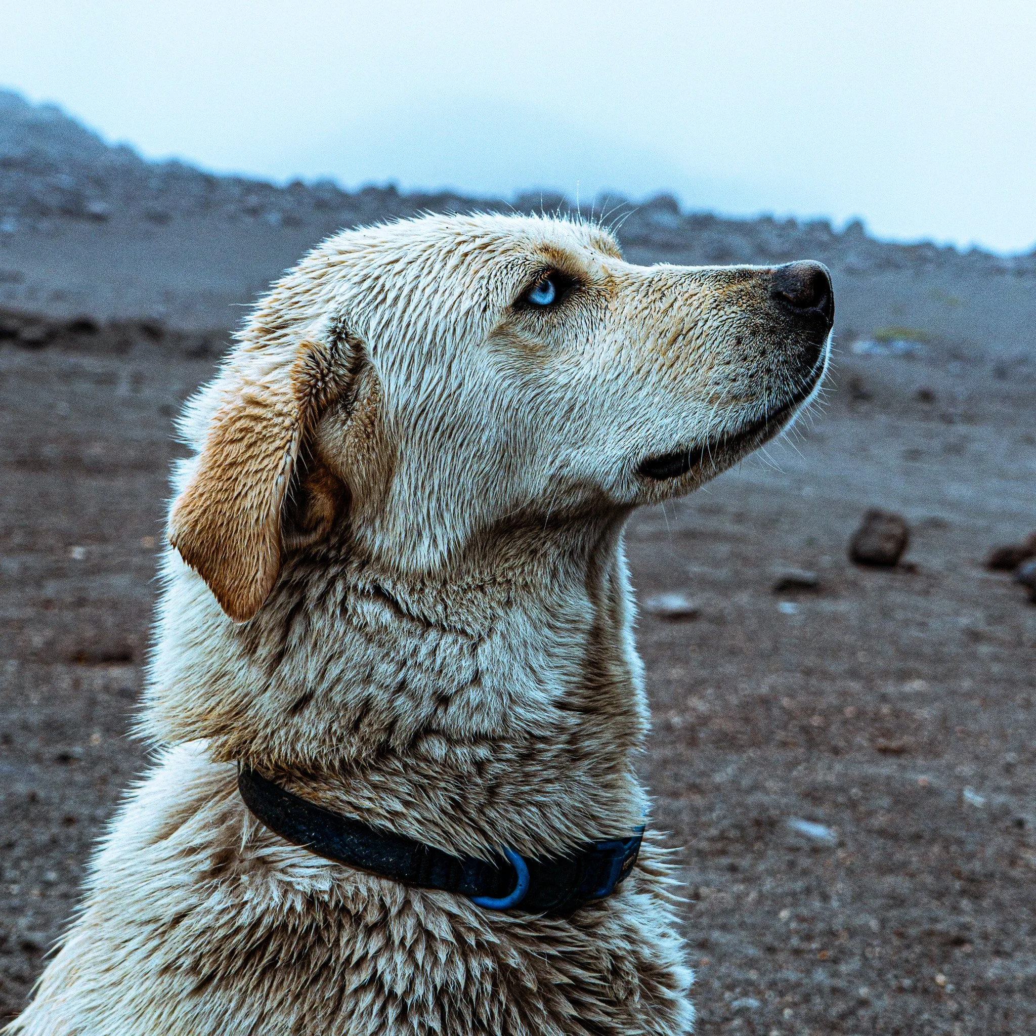 Close-up of a wet yellow Labrador Retriever wearing a black collar with a blue tag, looking to the side on a rocky outdoor terrain.