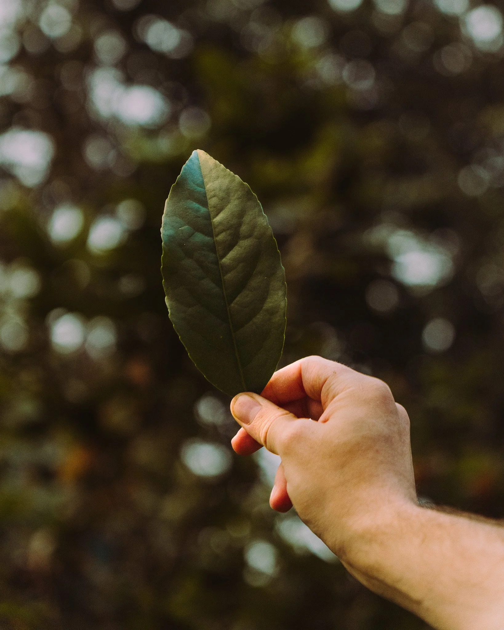 A person holding a single green leaf with the thumb and index finger, with a blurred background of circular bokeh light effects.