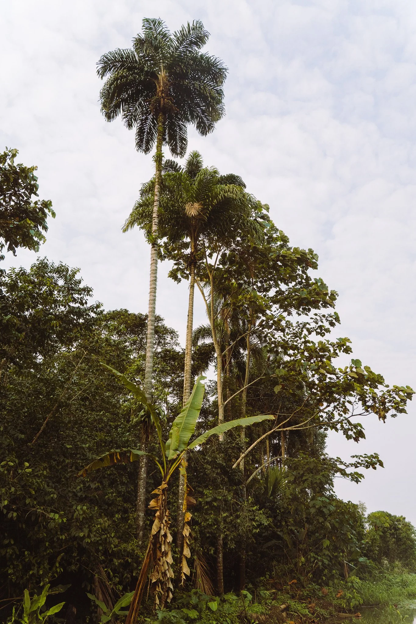 Tall palm trees and lush green tropical vegetation under a cloudy sky.