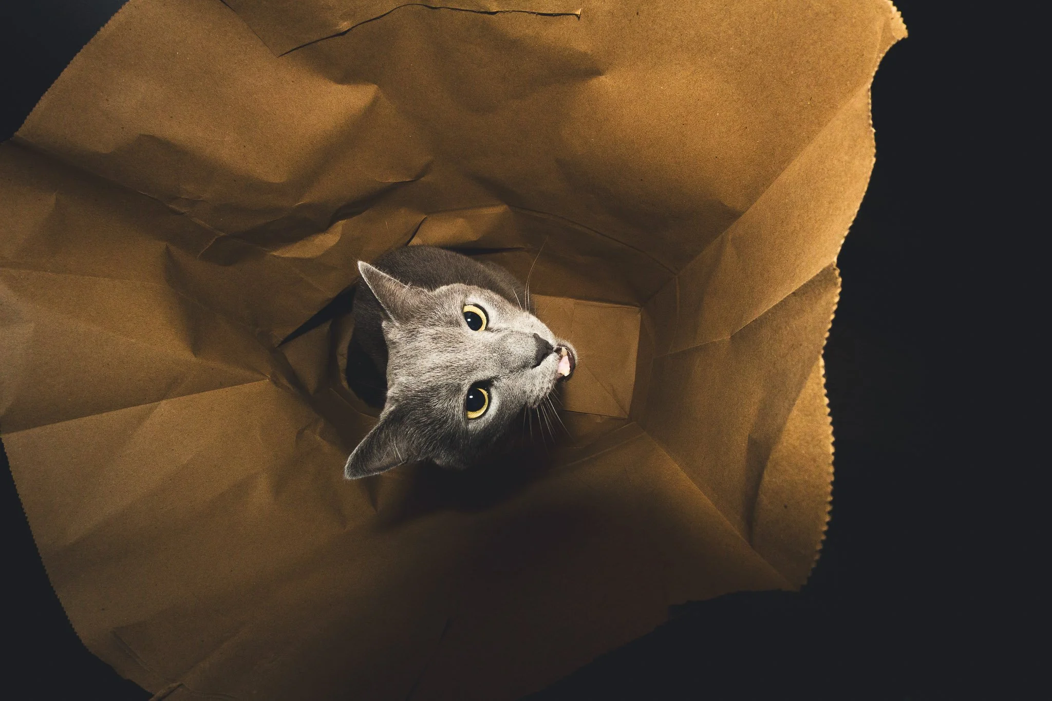 Gray cat with yellow eyes looking up inside a brown paper bag against a dark background.