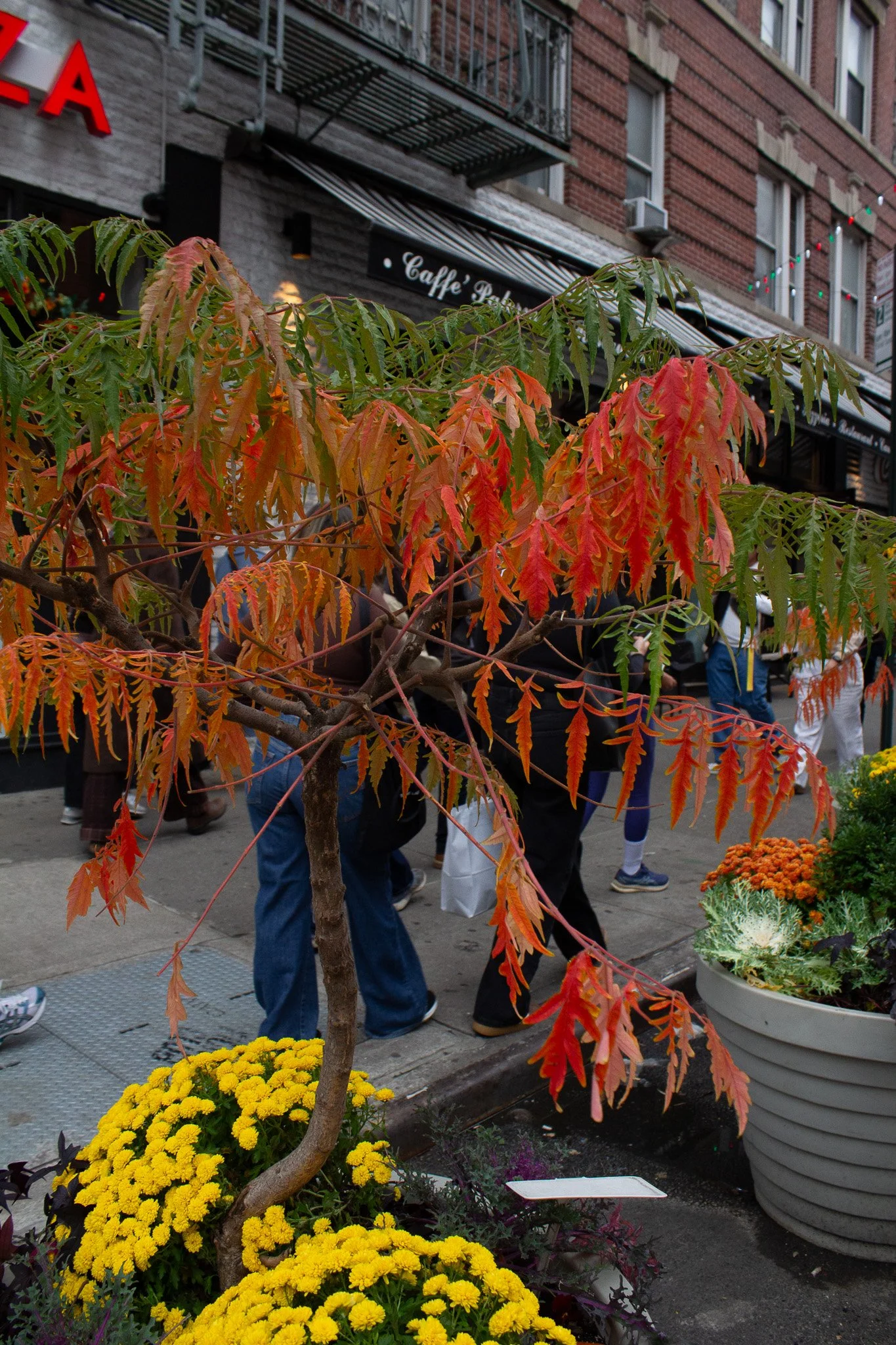 Autumn leaves on a small tree in a city street, with people walking past and flowers in pots nearby.