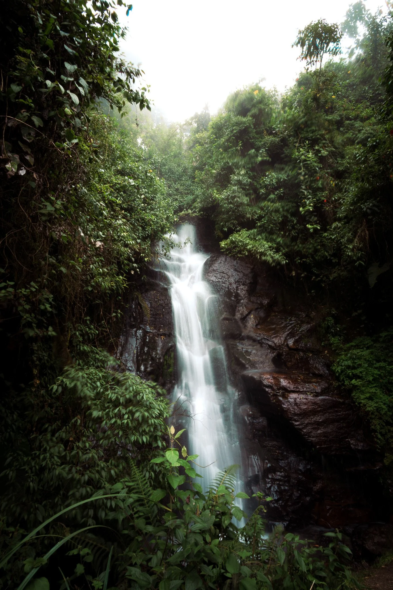 A waterfall flowing down rocks surrounded by lush green foliage in a dense forest.