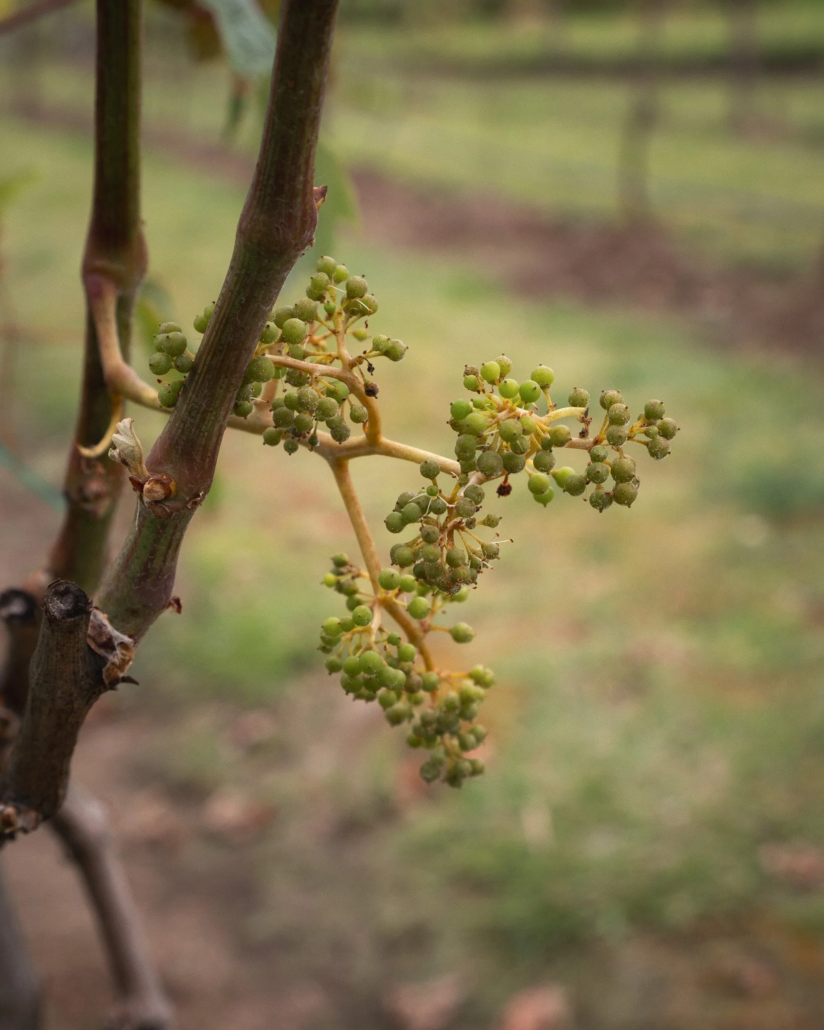 Close-up of grape cluster on a vineyard vine with blurred background.