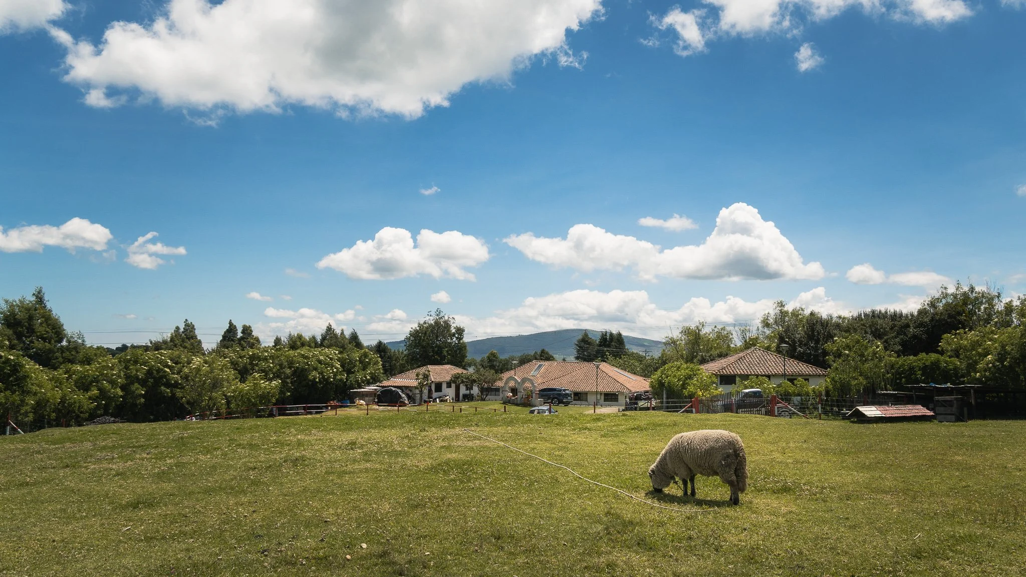 A panoramic view of a suburban neighborhood with houses, trees, and green lawns under a blue sky with scattered white clouds. A sheep is grazing in the foreground.