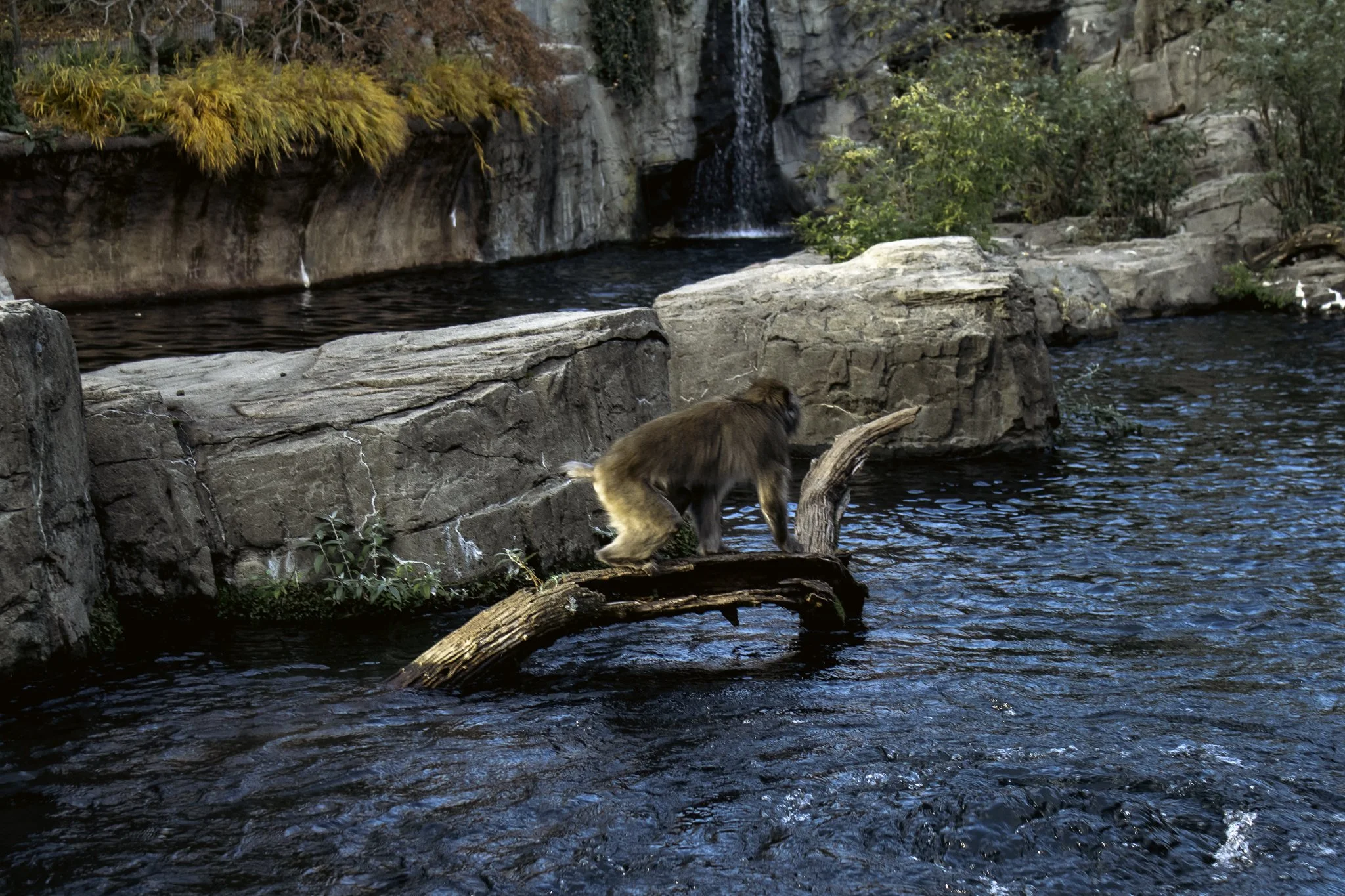 A river with rocks and a waterfall in the background, with trees and foliage showing fall colors, and a brown monkey on a fallen log near the water.
