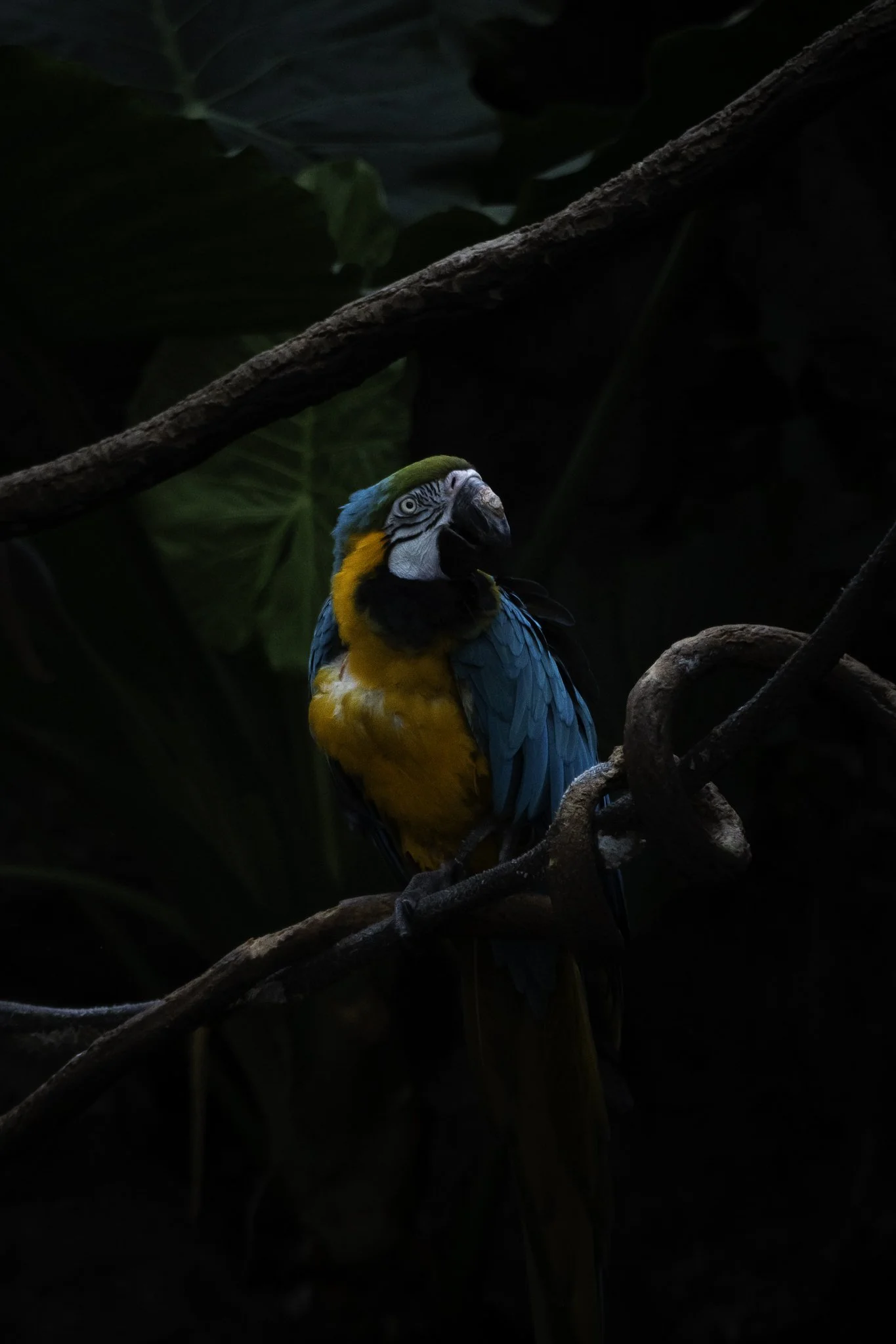 Colorful parrot perched on a branch in a dark, leafy environment.